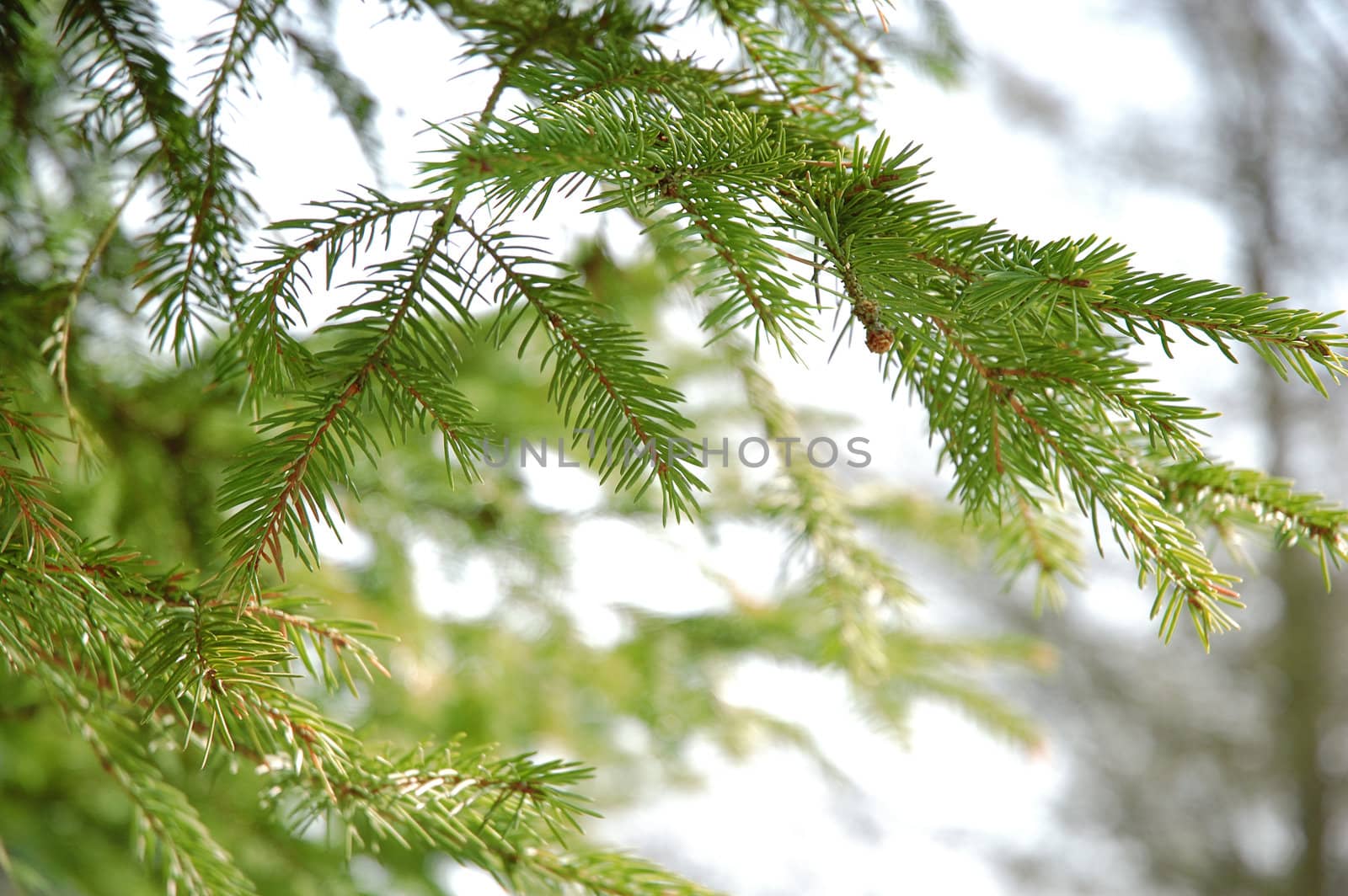 Conifer branchlets. Brightly green needles before spring - nature background.