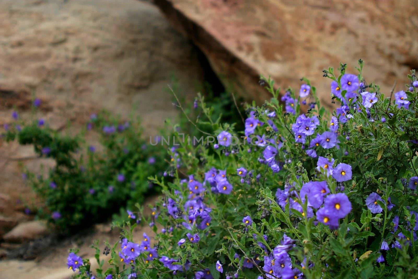 Wildflowers in the Santa Susana Mountains