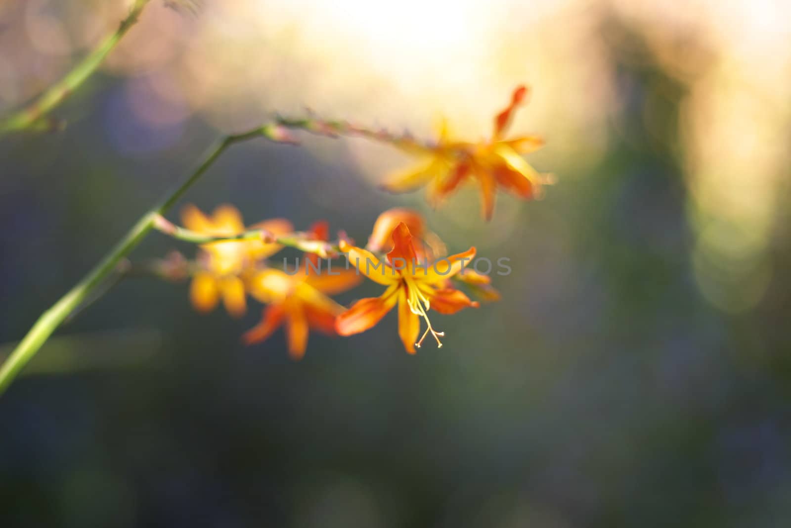 delicate orange flower