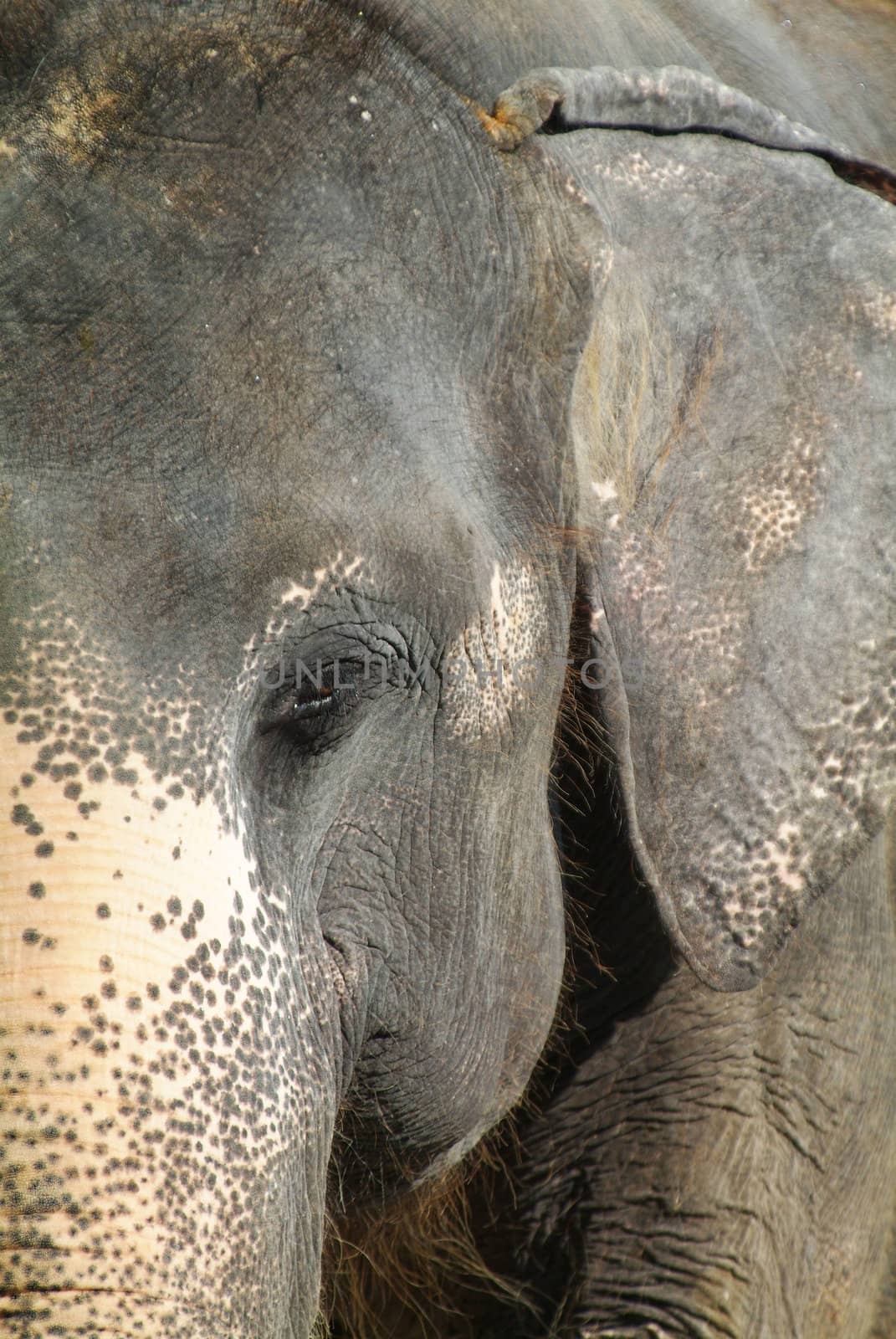 Head and ear of old Asian elephant. Shallow depth of field with the eye and most of the head in focus.