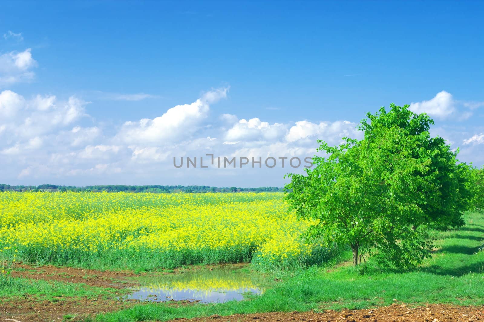 Rape Field tree and blue sky by hospitalera