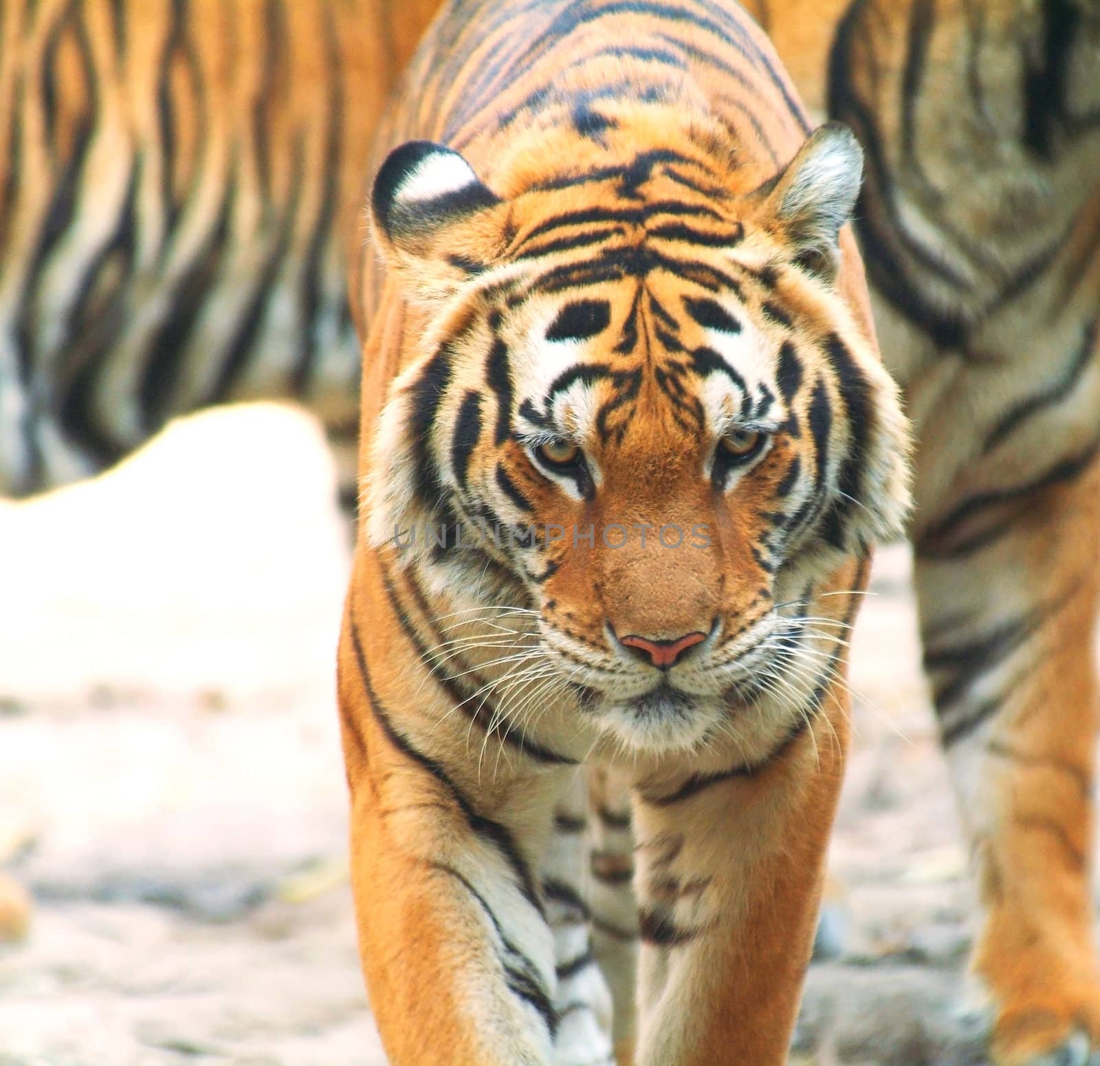 Tiger walking on a background of tigers.