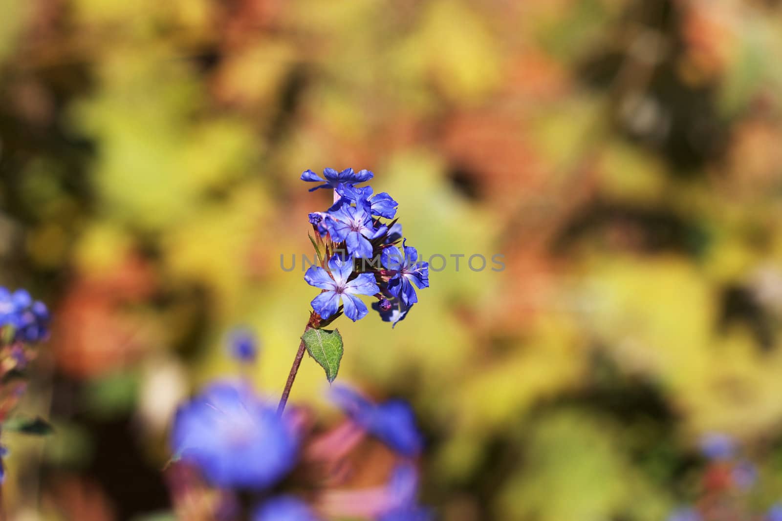 Blue flower by hospitalera
