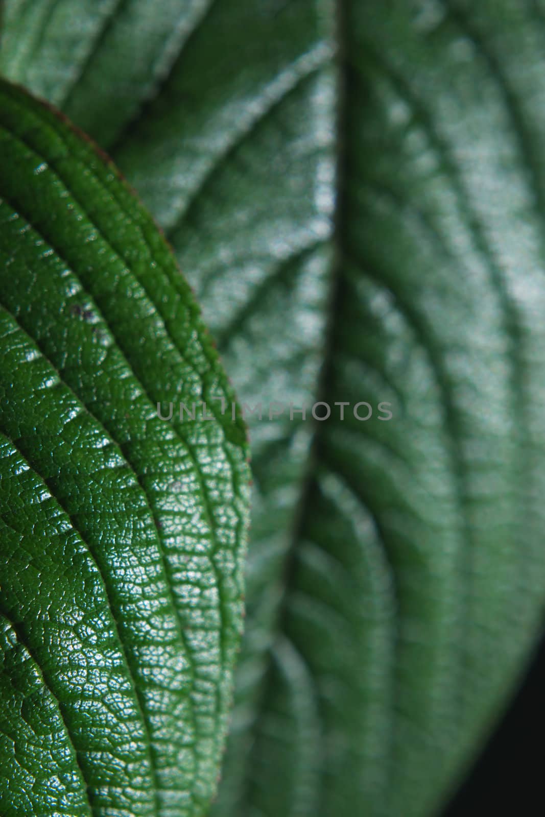 dark leaves background, focus on leaf in foreground