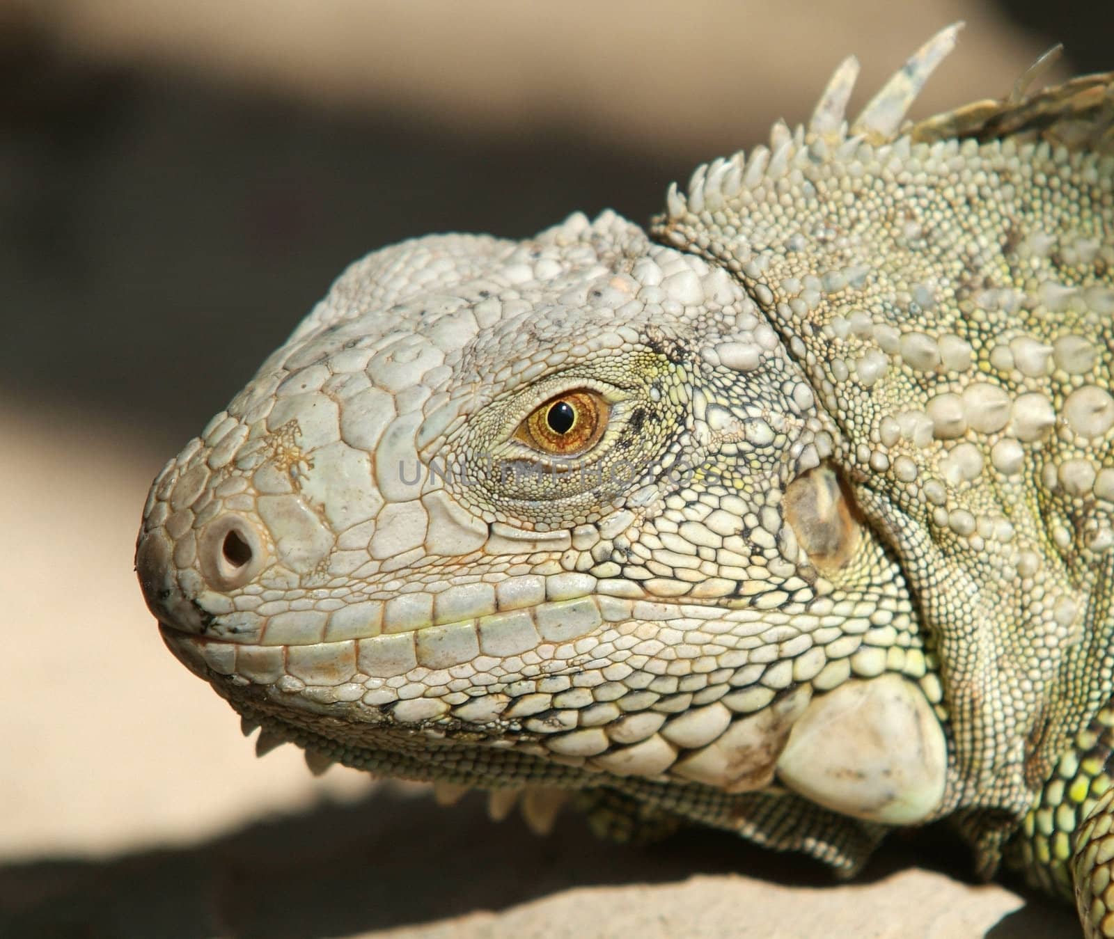 Head of iguana on a blurred background. Shallow depth of field with the eye in focus.