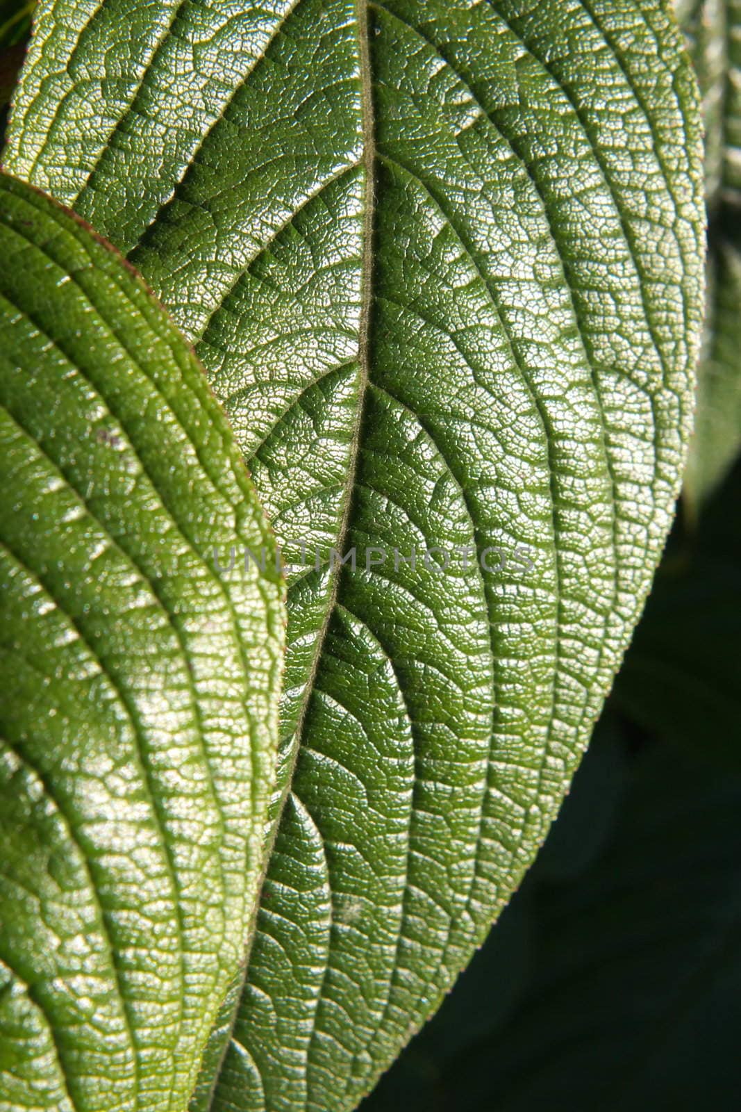 Green leaves background, focus is on background leaf, shallow focus/ depth of field.