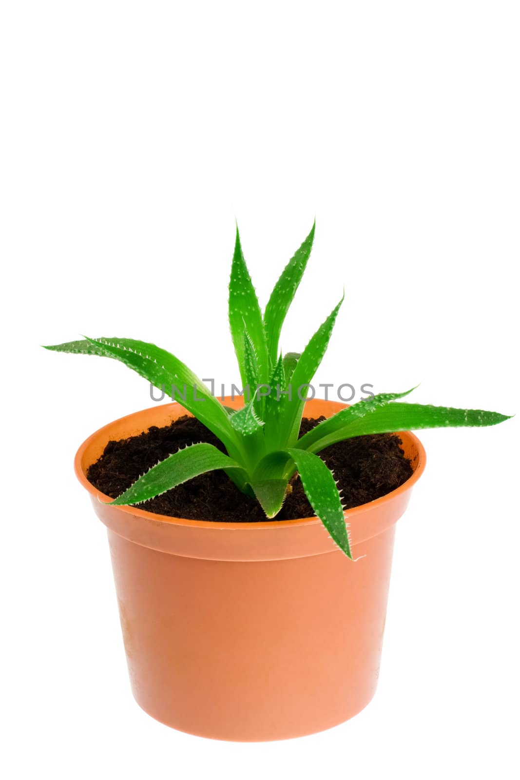 Aloe vera isolated on white