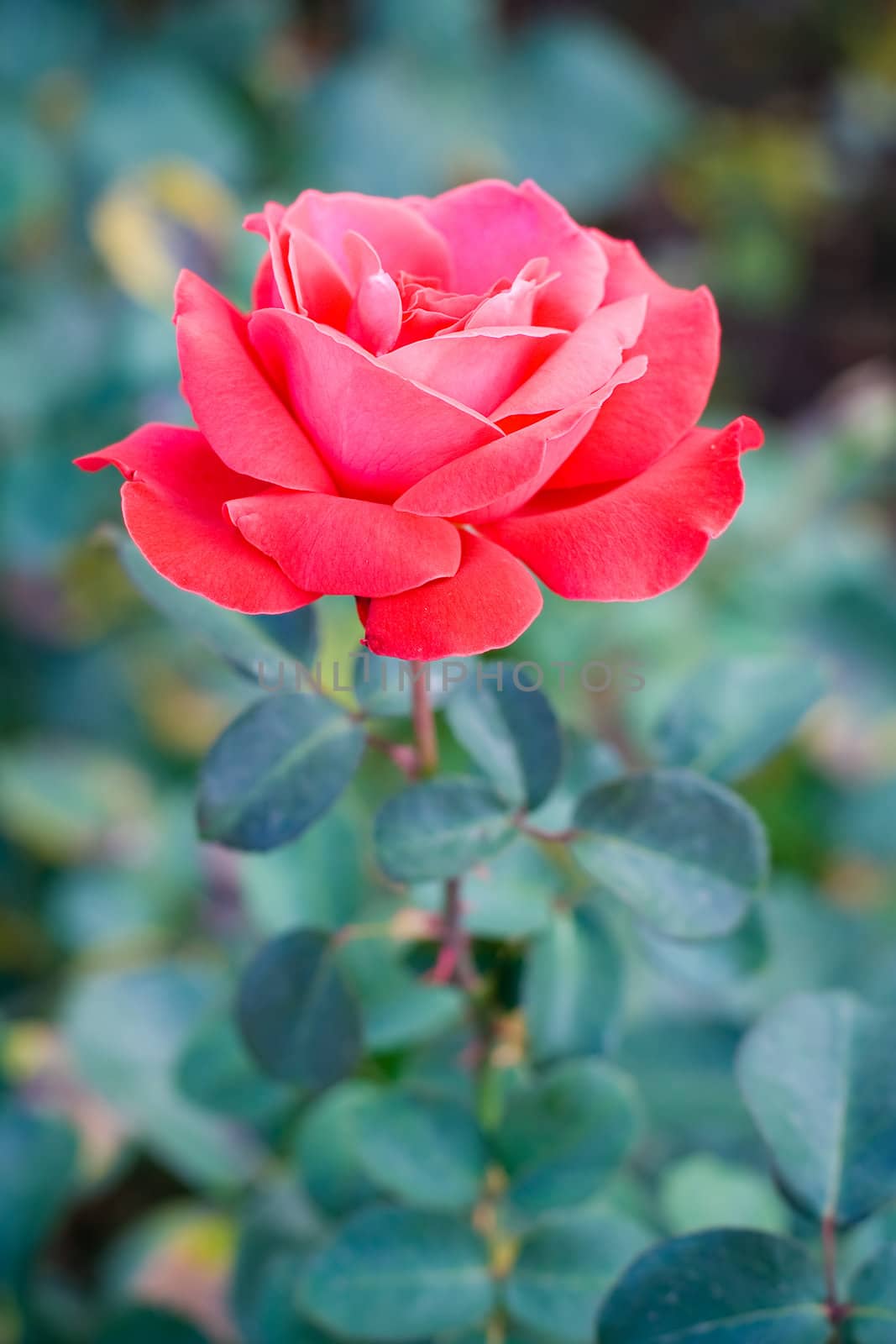 Beautiful red rose by Sergius
