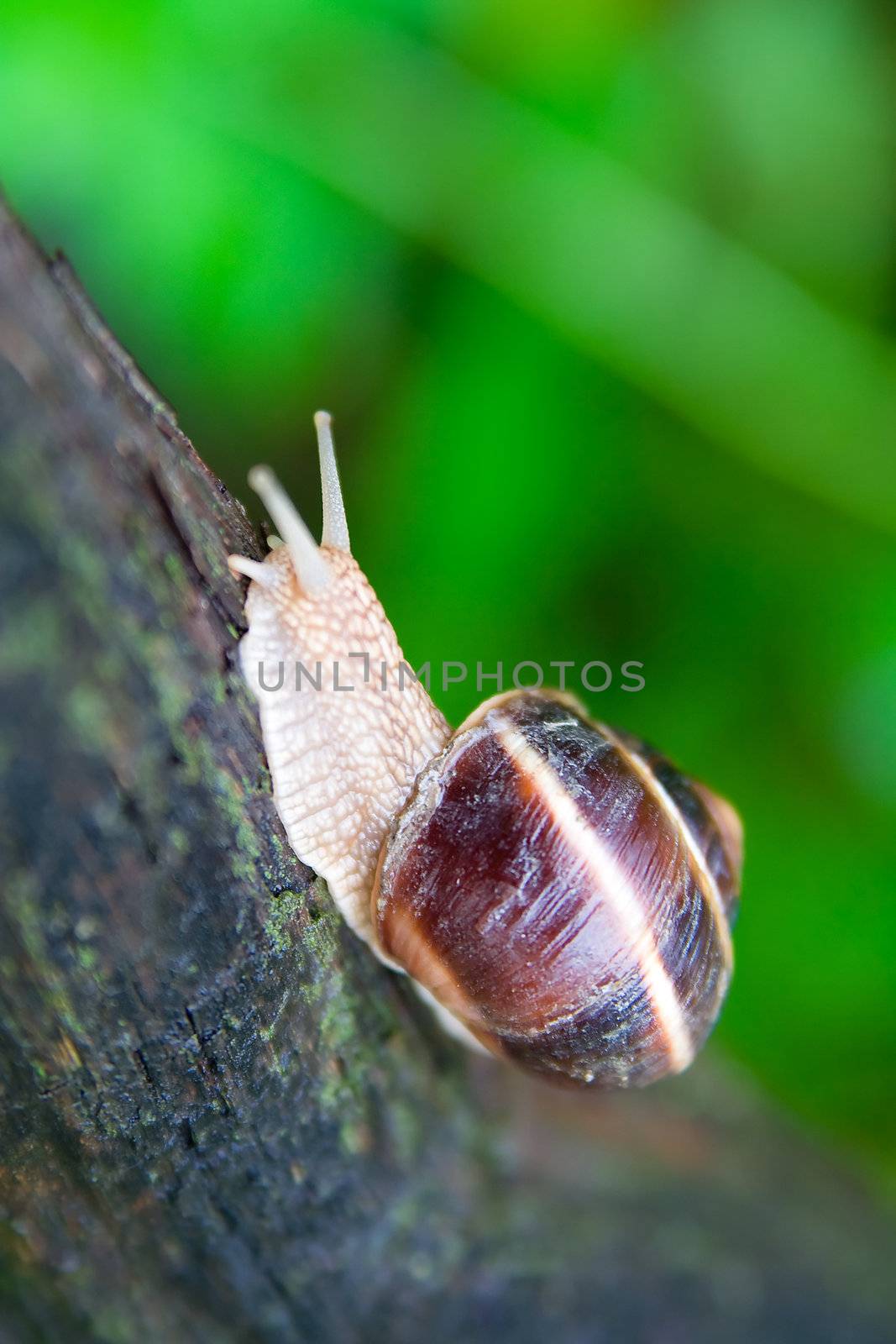 Snail in a Summer Garden. Close-Up