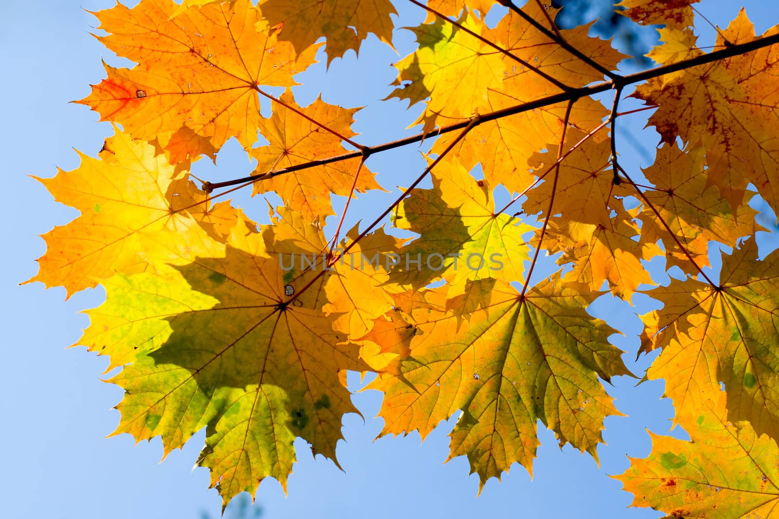 Maple branch with leaves by Sergius