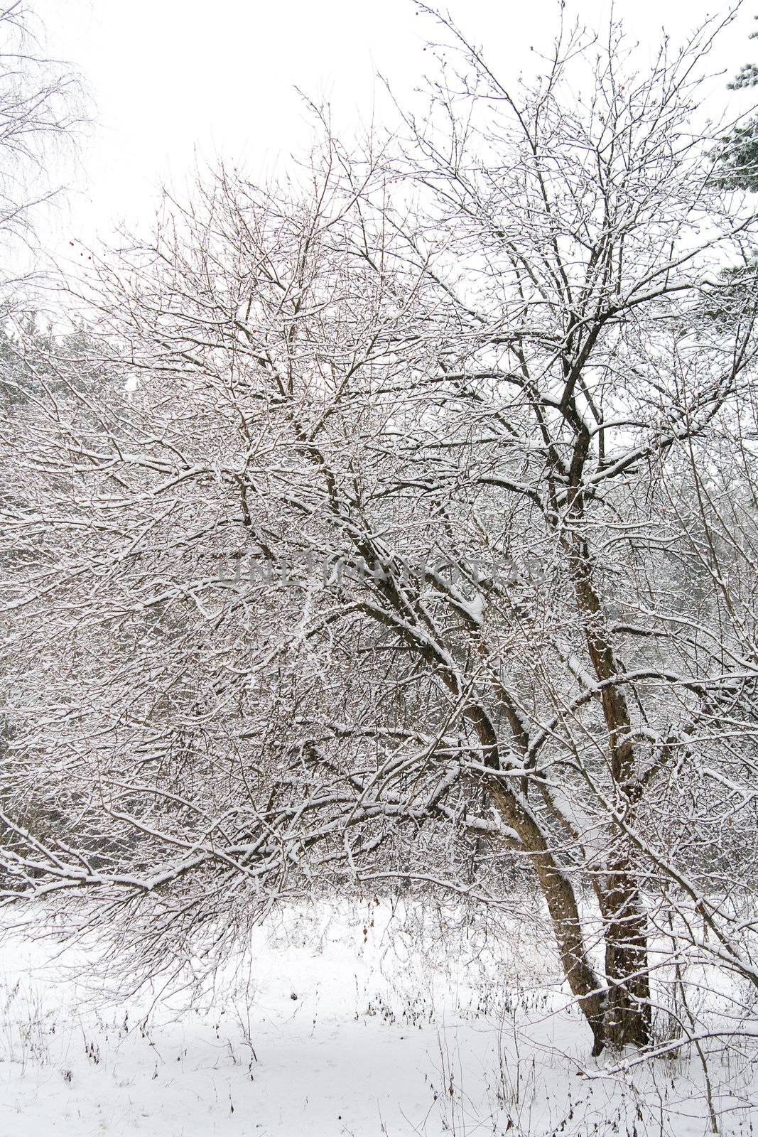 Winter forest. Snow covered trees