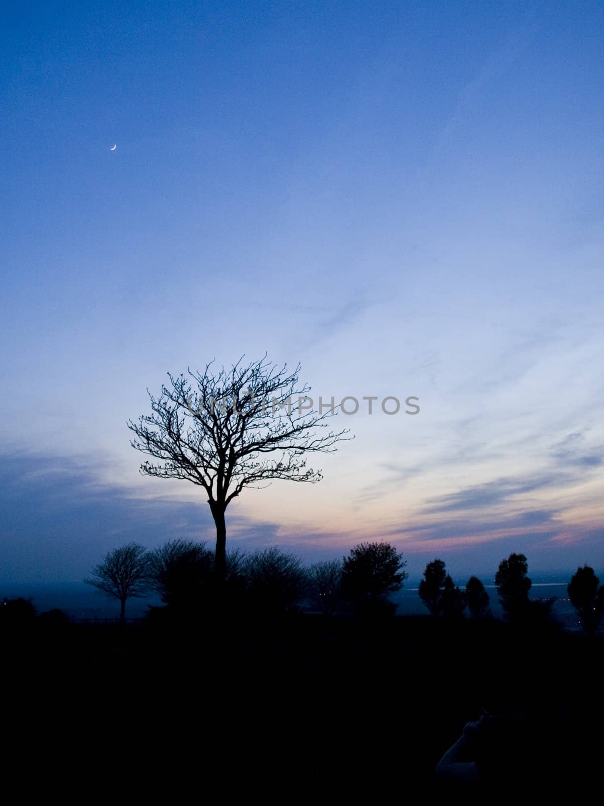 Tree Silhouette At Dusk