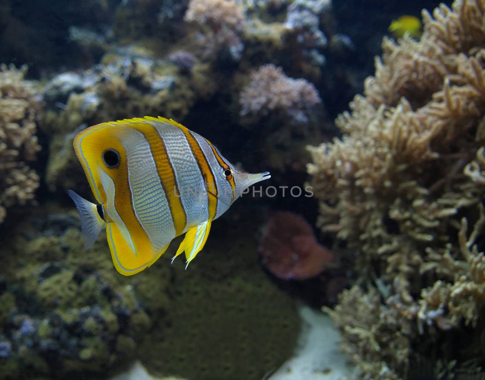 butterfly fish