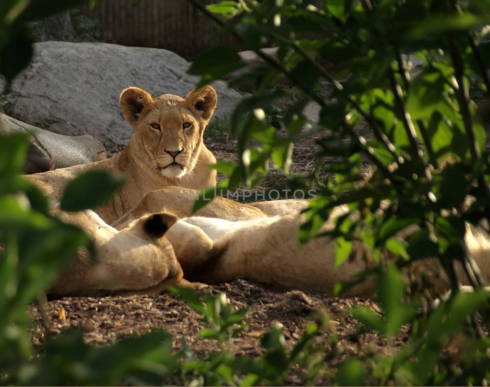 A female lion seated behind her cubs partly hidden by tree branches and green leaves