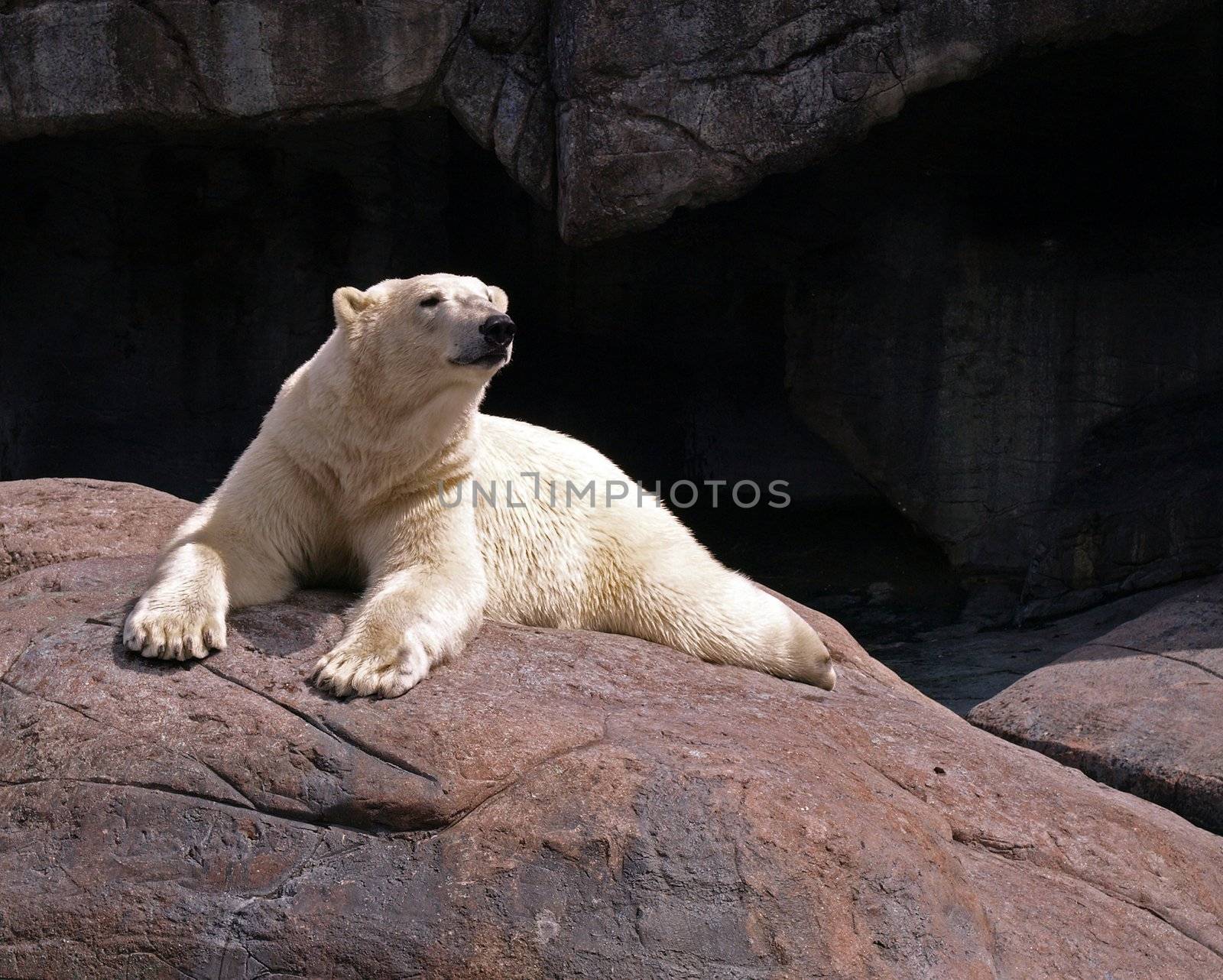 A sitting polar bear on top of a rock behind a dark background