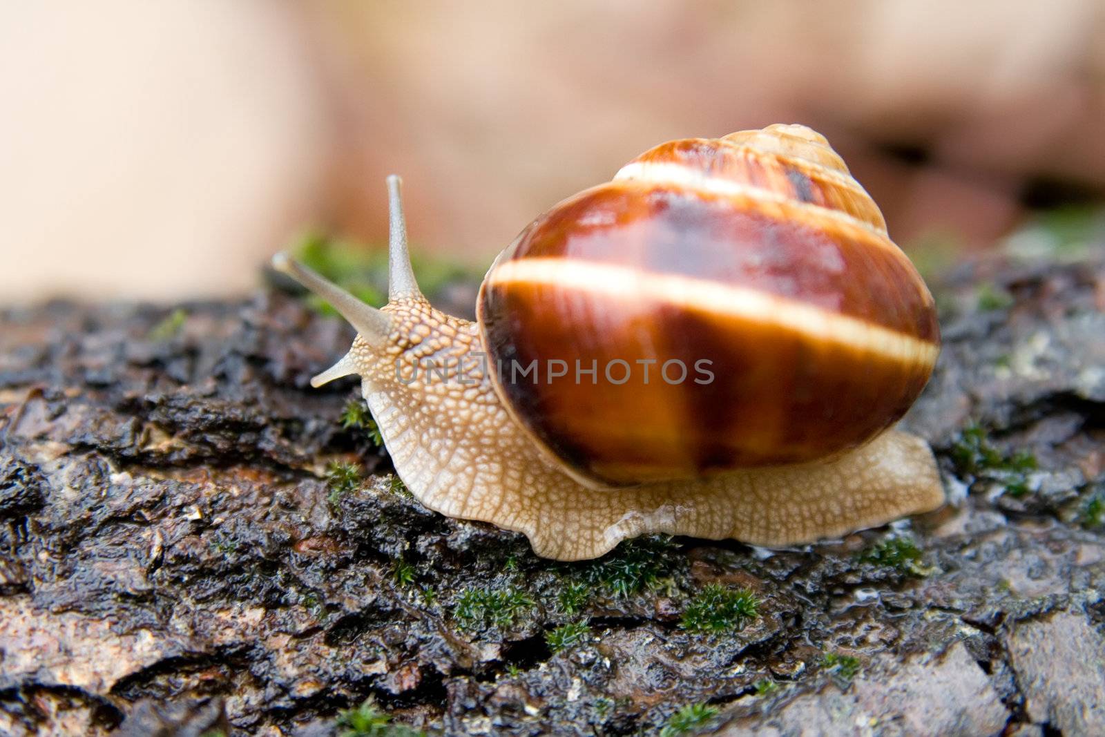 Snail in a Summer Garden. Close-Up