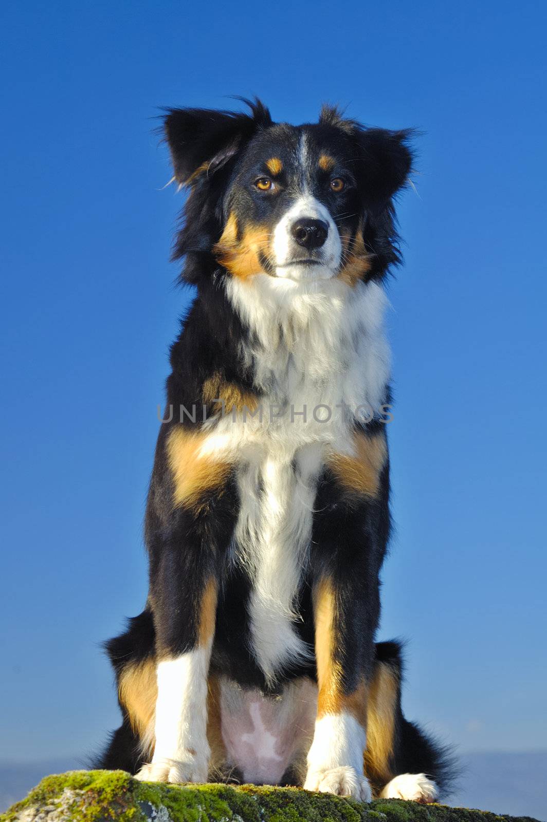 Young dog (cross between a Border Collie and a Swiss breed called Appenzeller), sitting with a watchful look. Taken from a low viewpoint, against a blue sky.