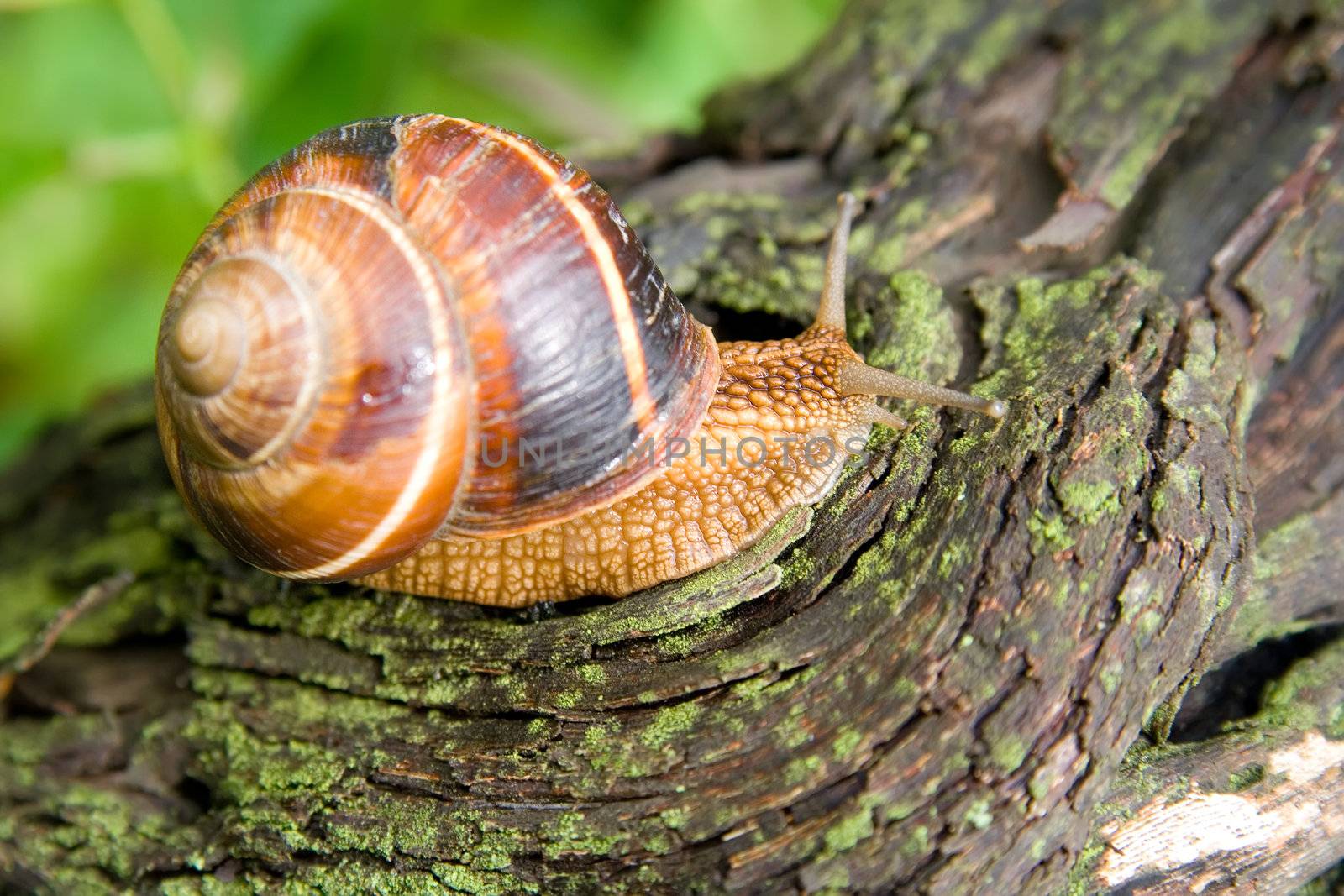 Snail in a Summer Garden. Close-Up