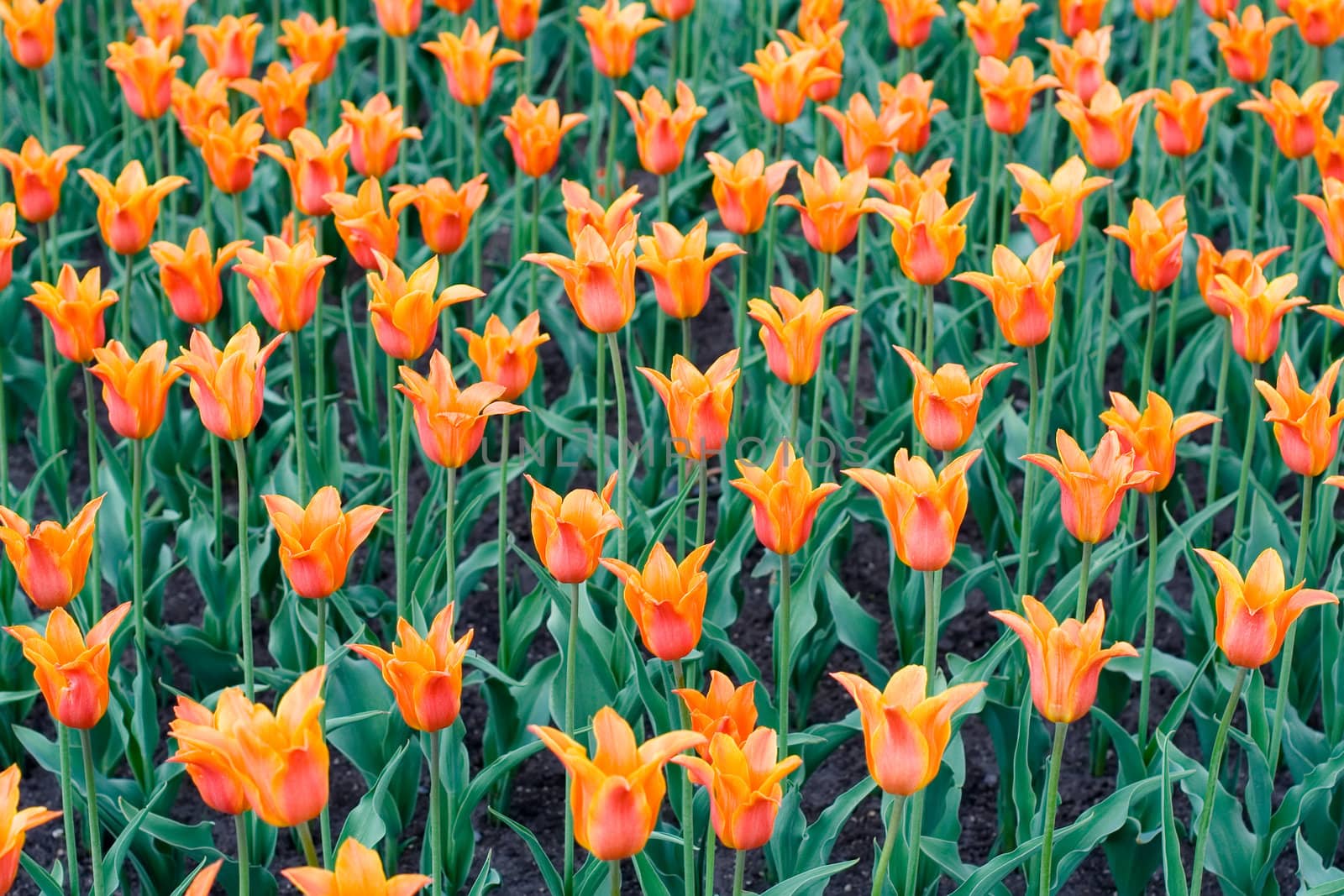 Lots of orange tulips by Sergius
