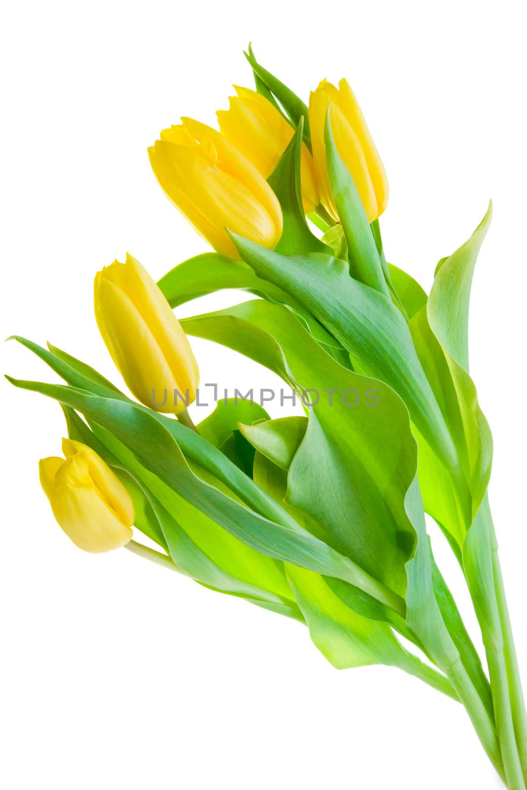 Yellow Tulips. Isolated On White