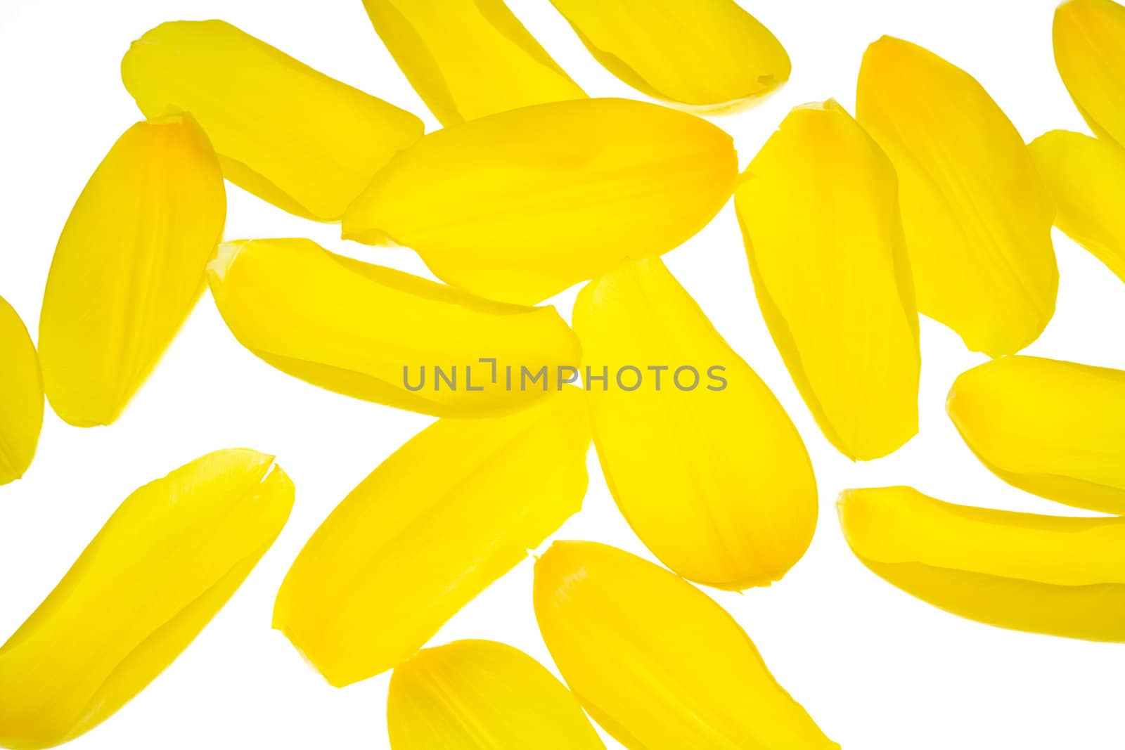 Yellow Petals of a Tulip. Isolated On White