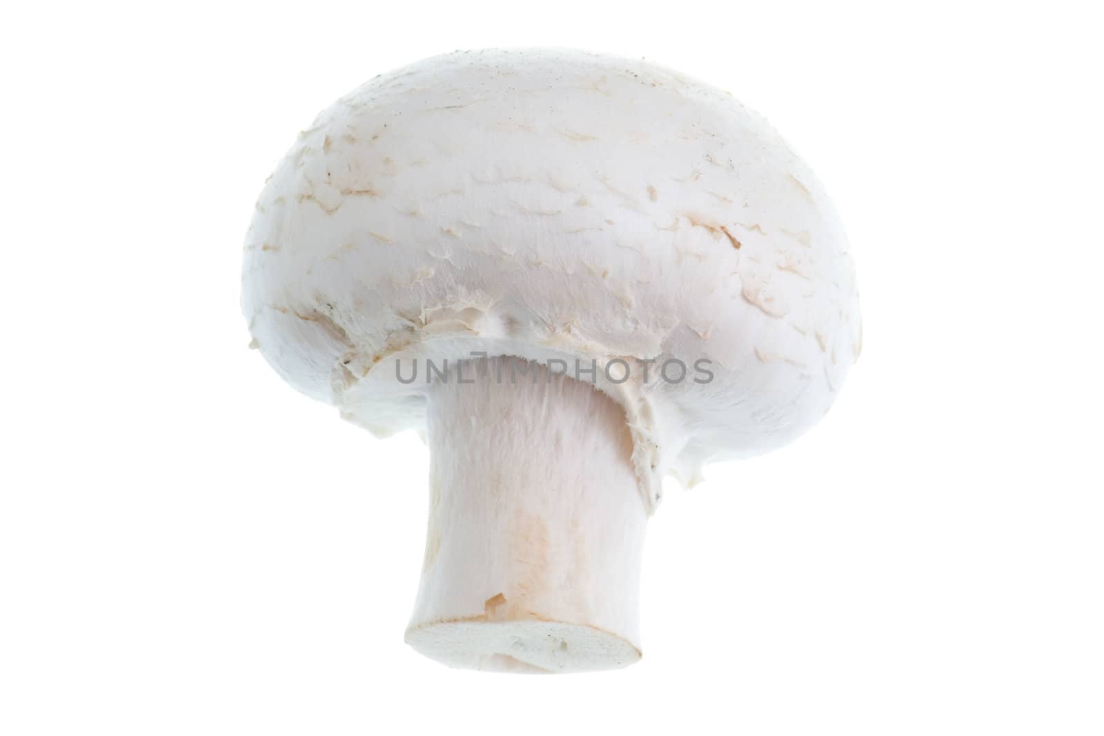 Mushroom. Isolated on White