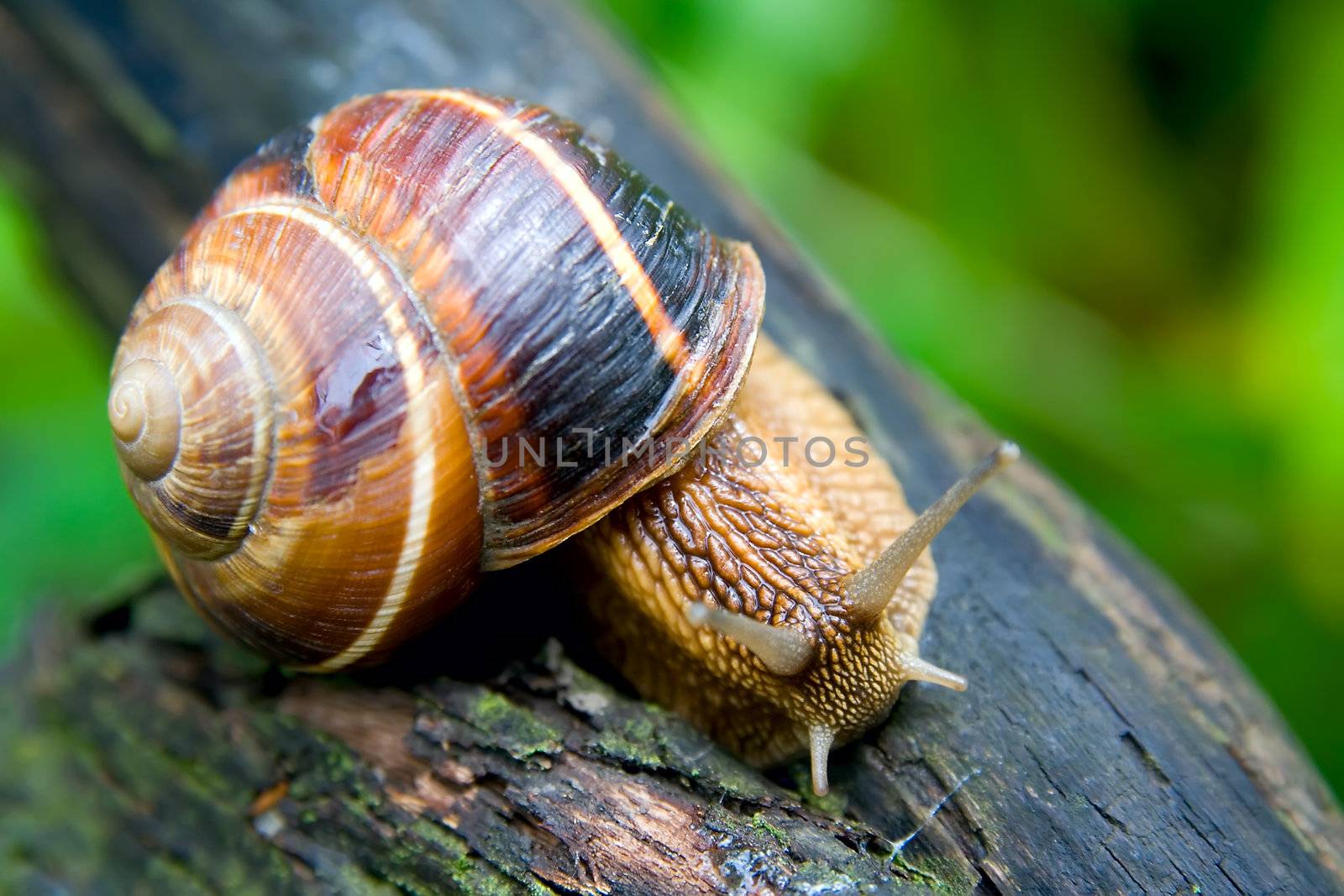 Snail in a Summer Garden. Close-Up