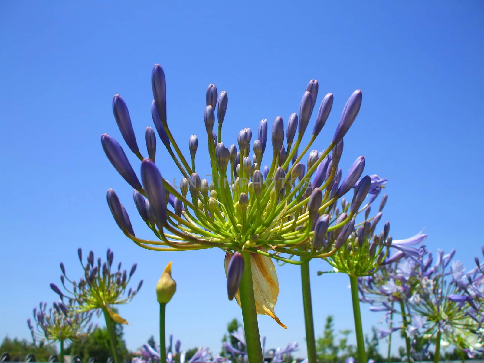 Agapanthus Flowers by MichaelFelix