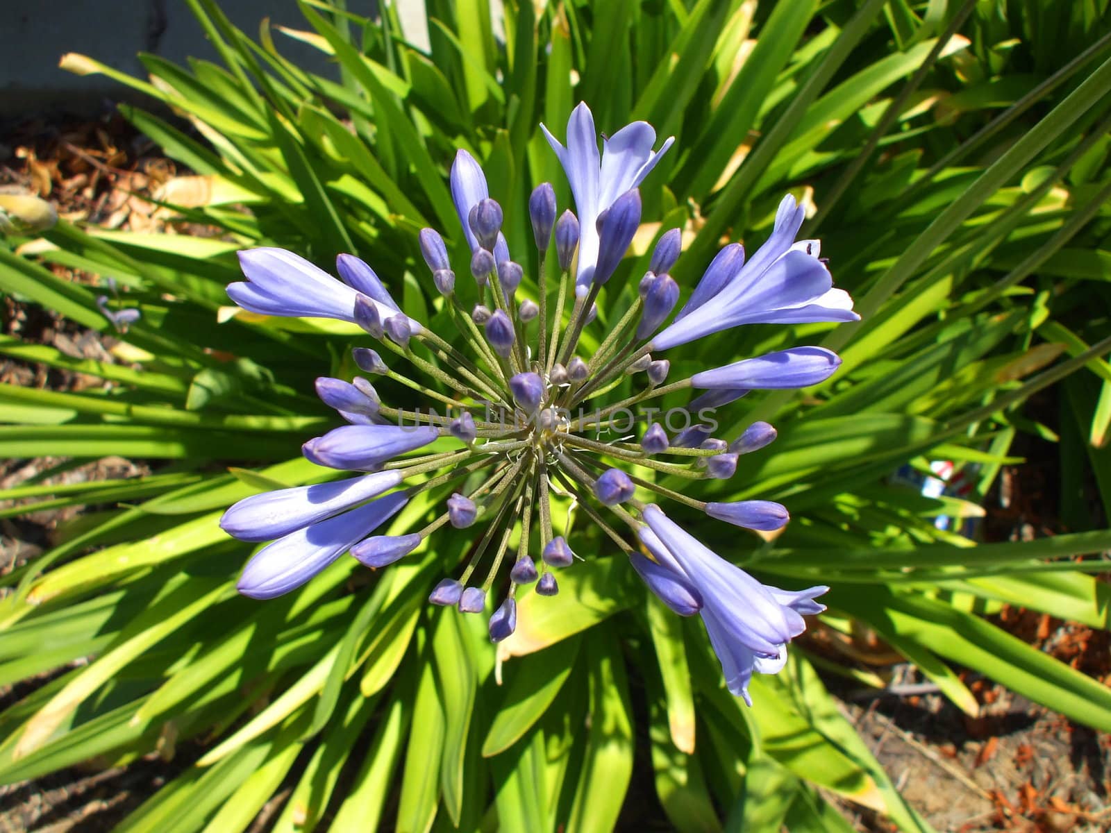 Agapanthus flower on a sunny day.
