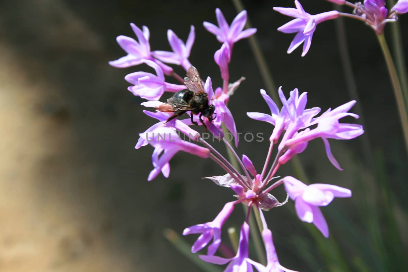 Close up of a black bumble bee sitting on a flower.
