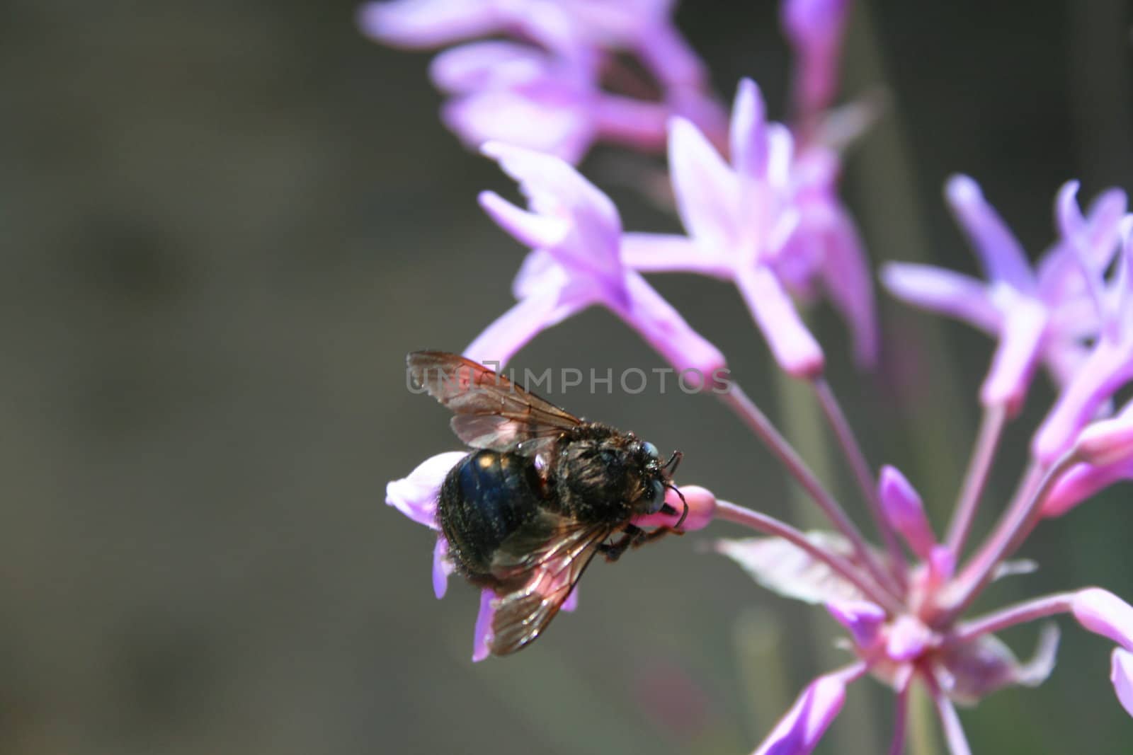 Close up of a black bumble bee sitting on a flower.
