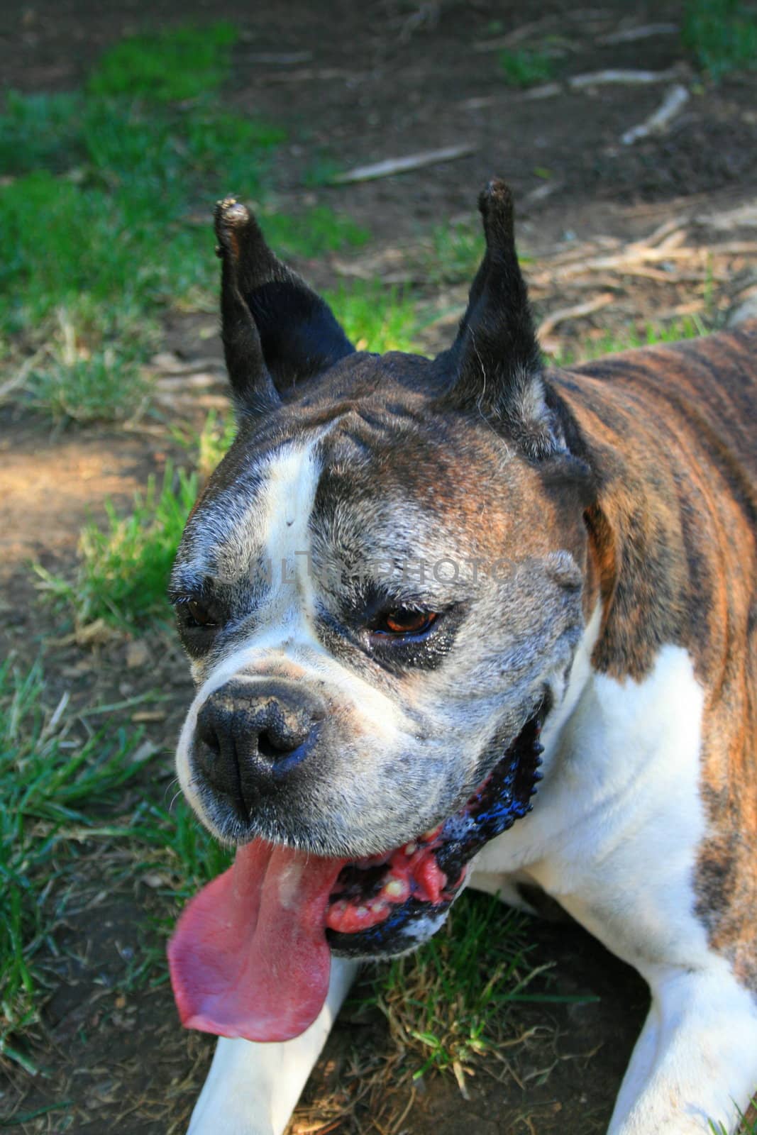 Close up of a boxer dog.
