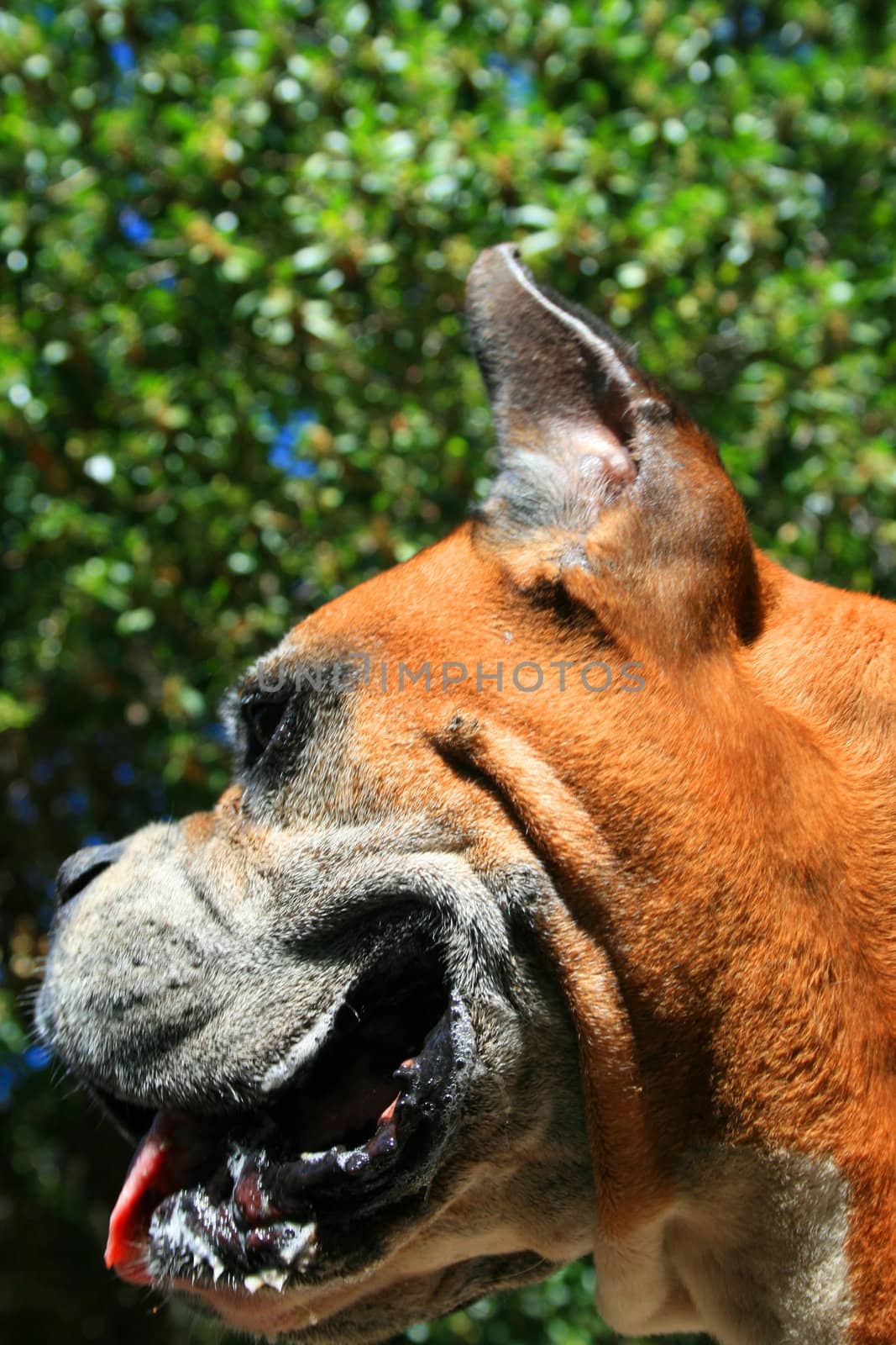 Close up of a boxer dog.
