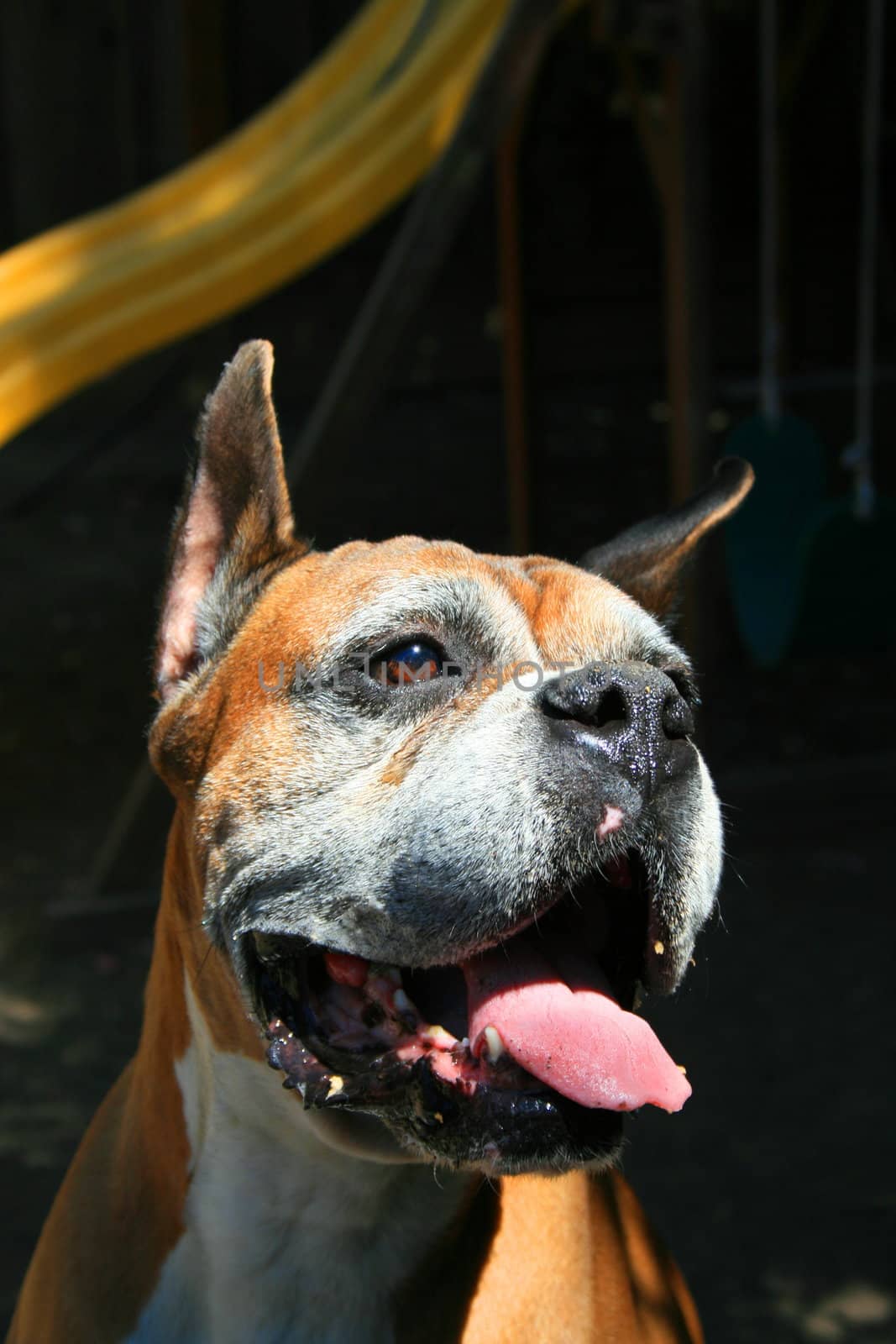 Close up of a boxer dog.
