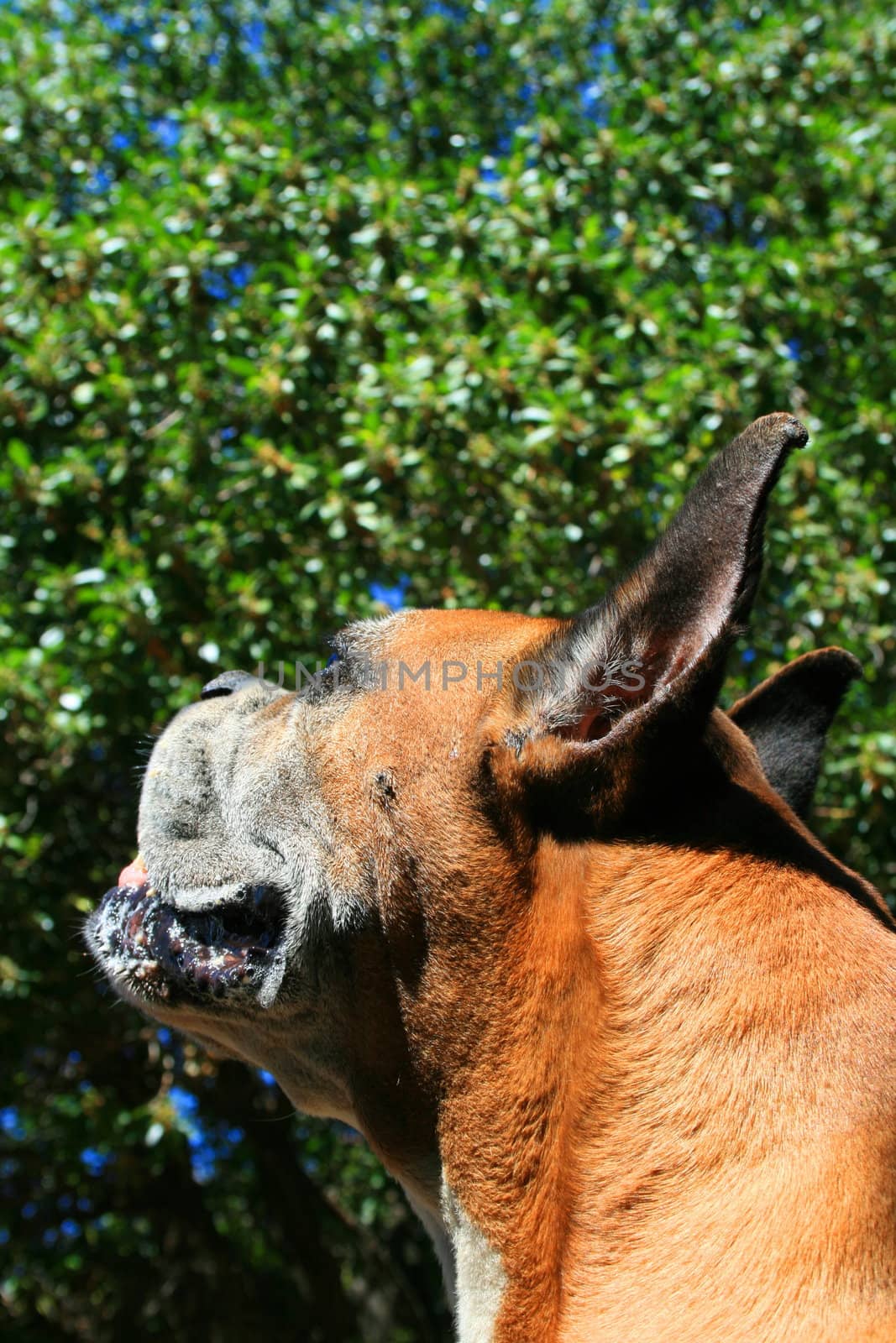 Close up of a boxer dog.
