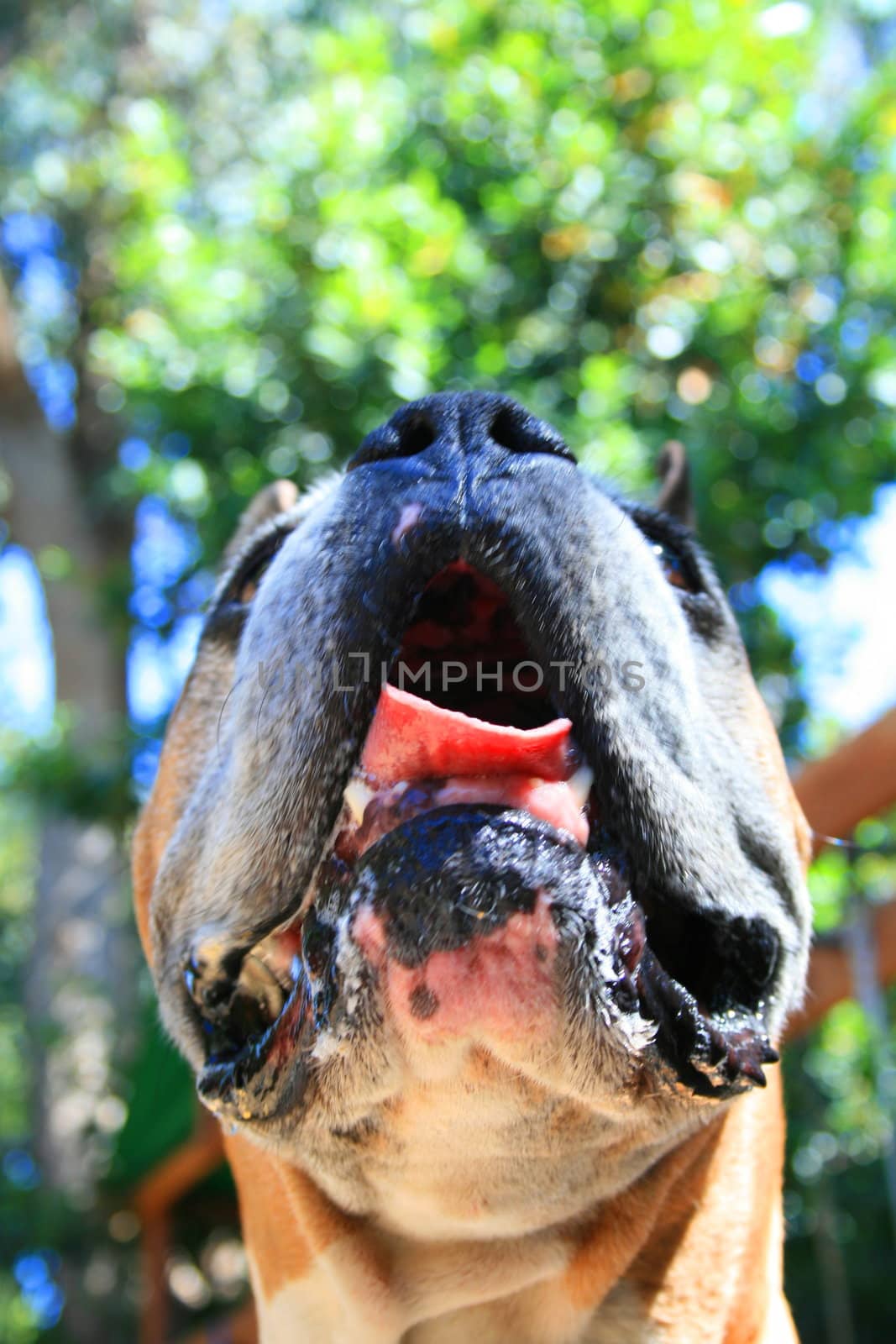 Close up of a boxer dog muzzle.
