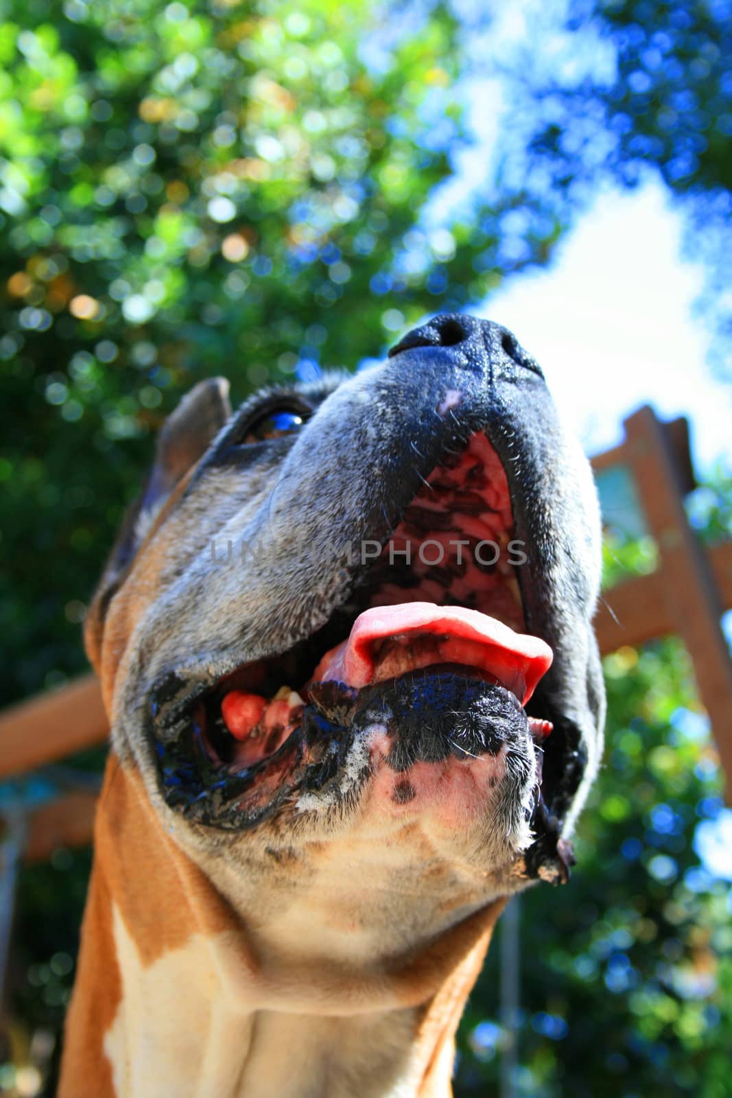 Close up of a boxer dog muzzle.
