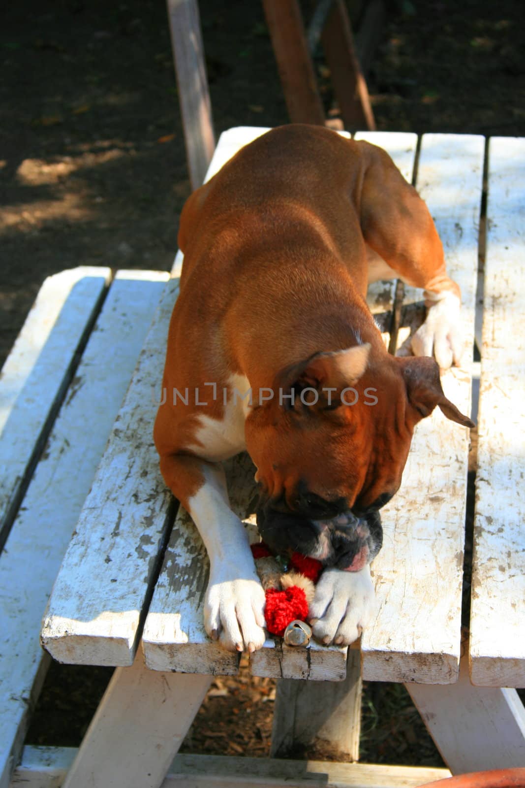 Brown boxer puppy playing with a toy.
