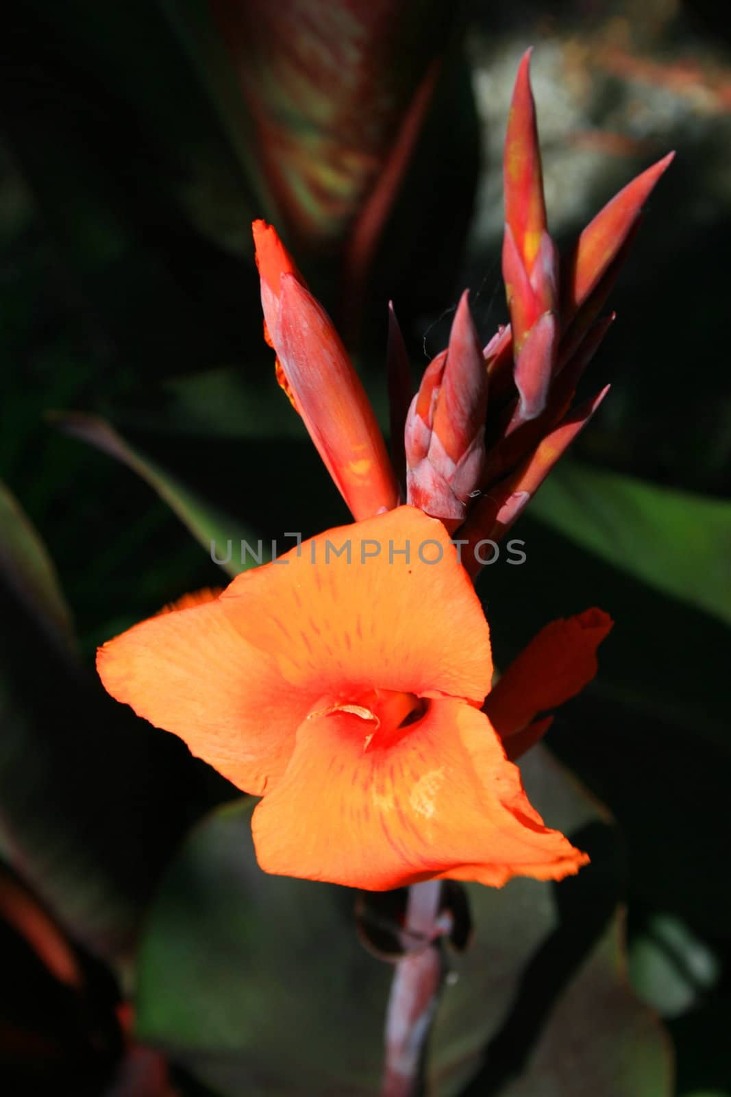 Close up of a canna lily flower.
