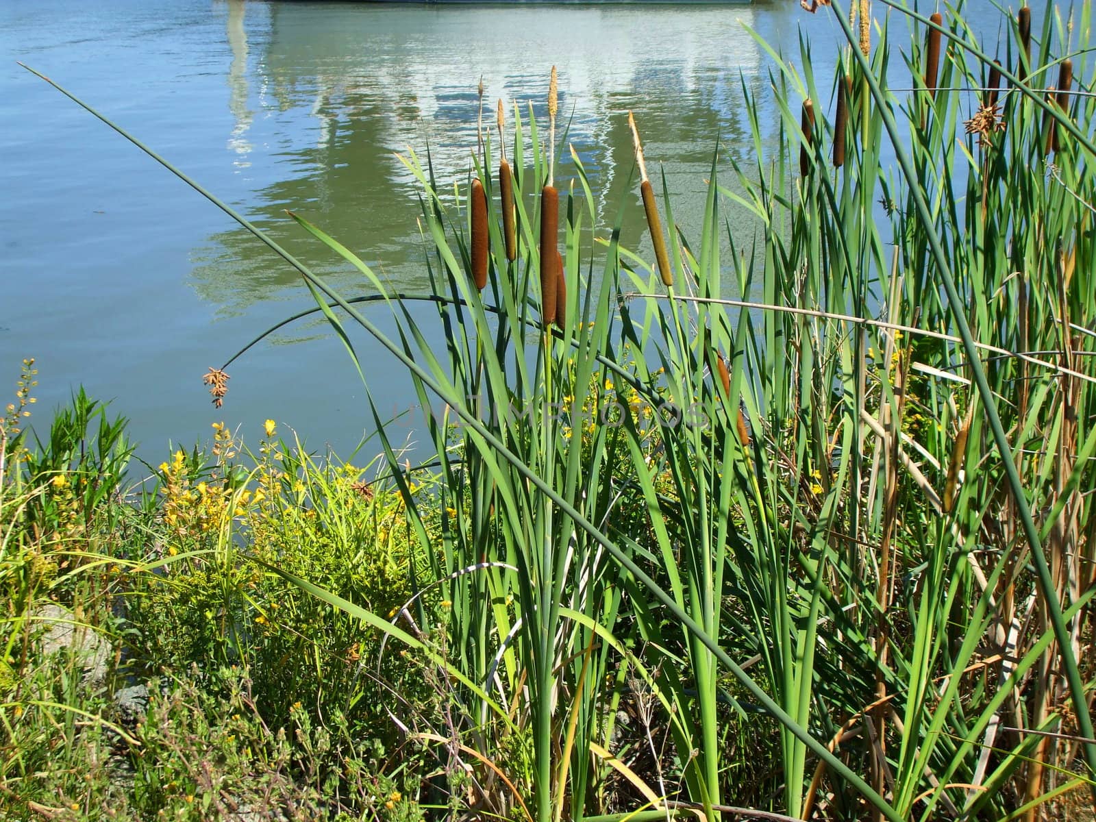 Close up of the green cattail plants.
