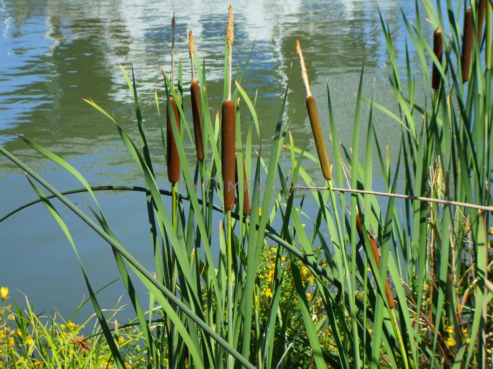 Close up of the green cattail plants.
