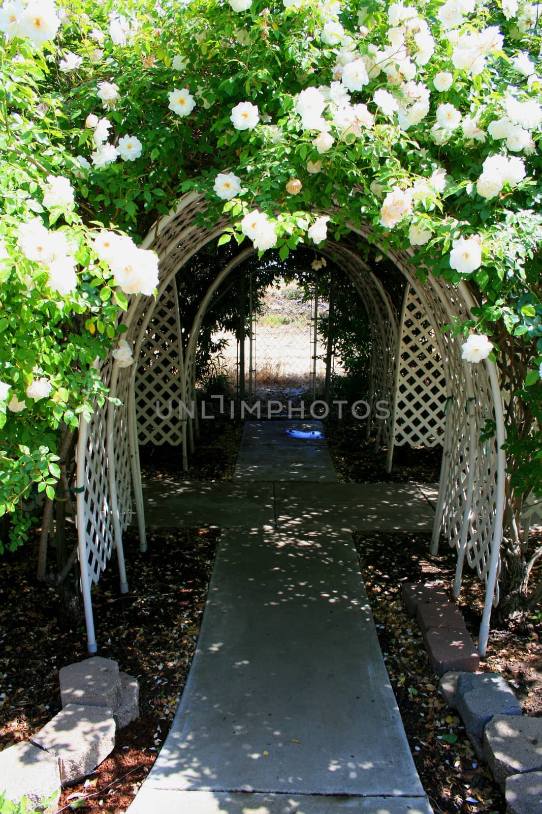 Garden arbor covered with vivid roses.
