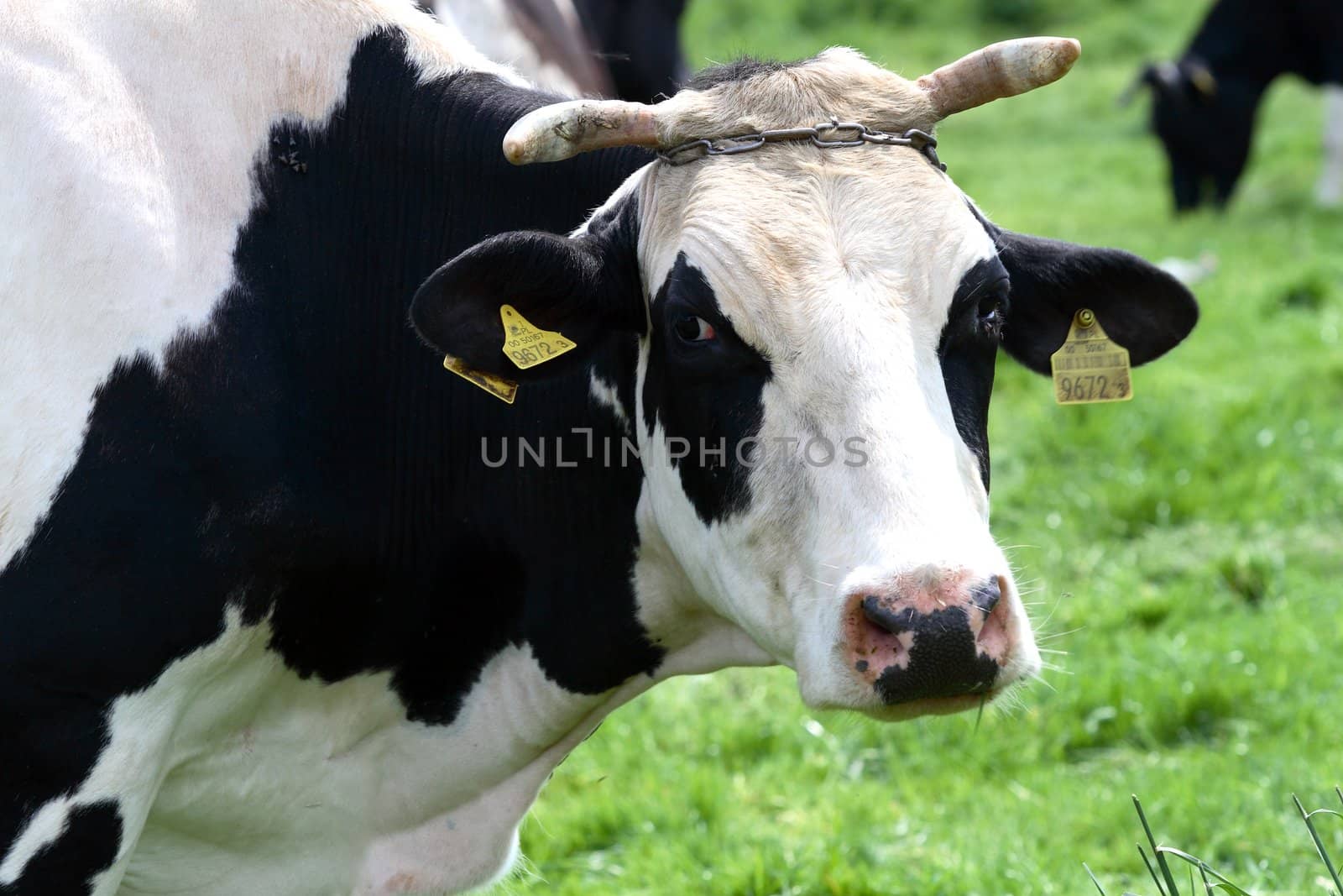 cow