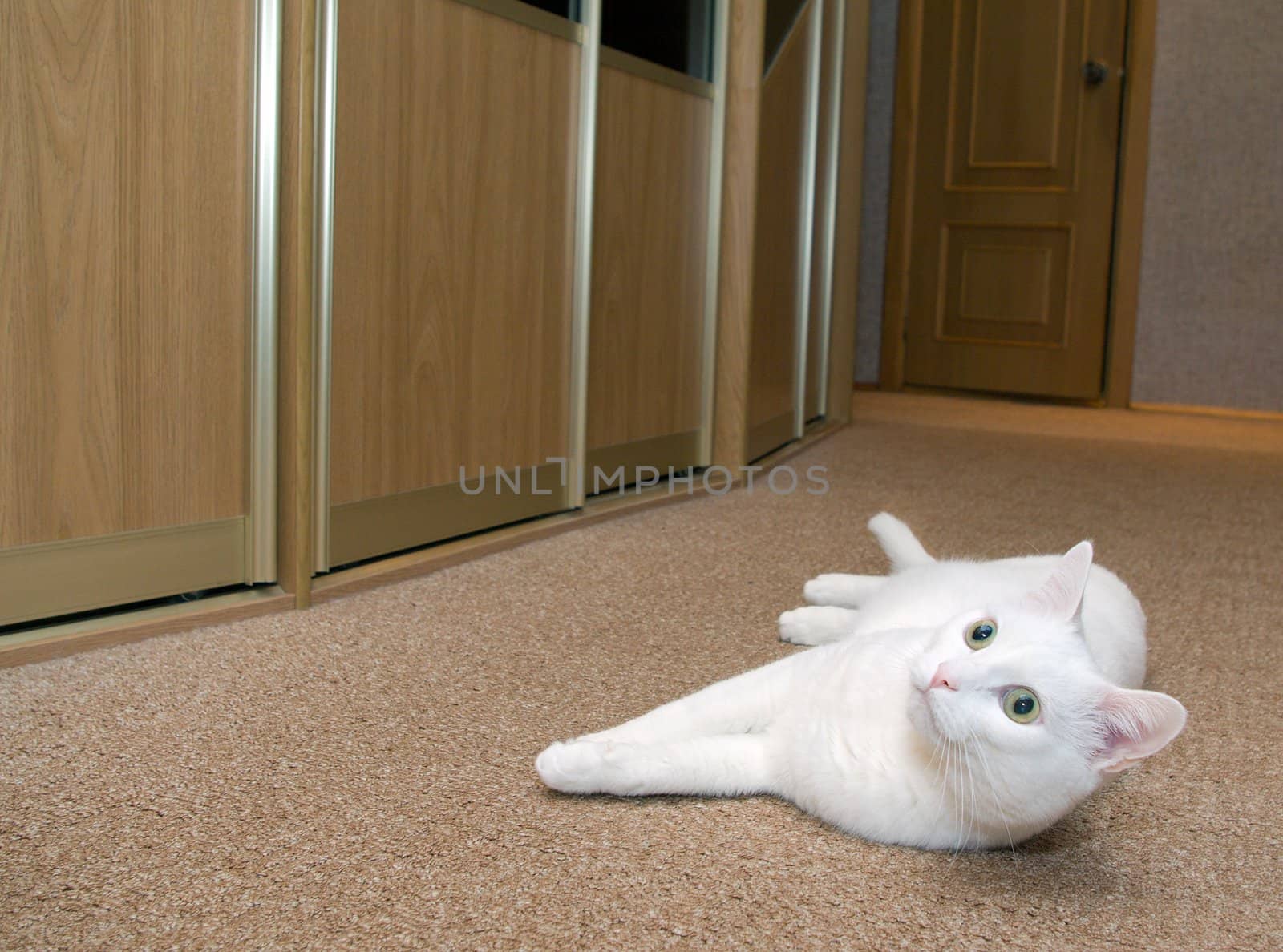 White cat posing .waistcoat room