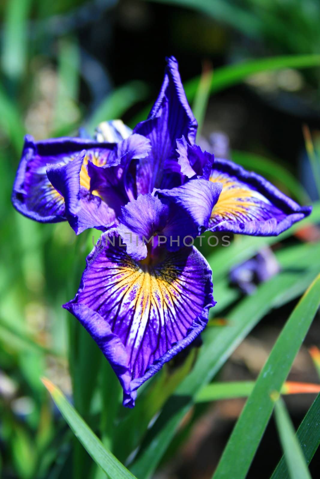 Iris flower on a sunny day.
