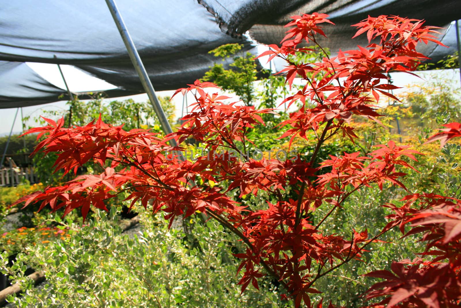 Japanese maple leafs on a sunny day.
