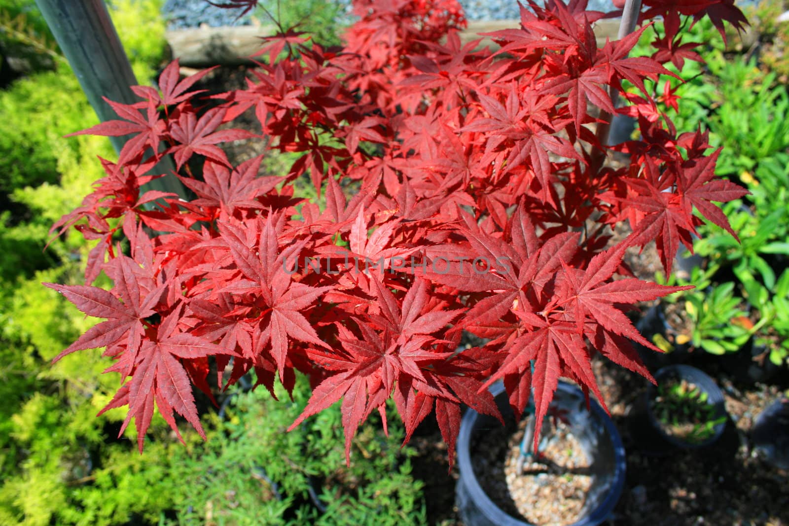 Japanese maple leafs on a sunny day.
