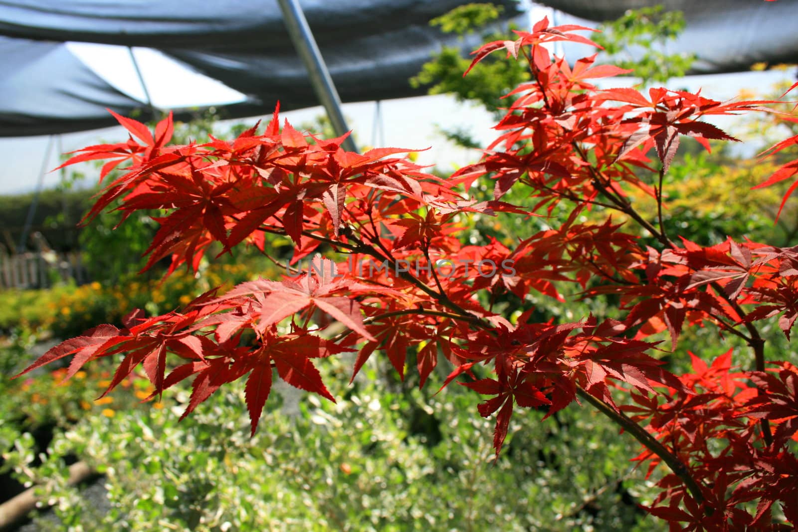 Japanese maple leafs on a sunny day.
