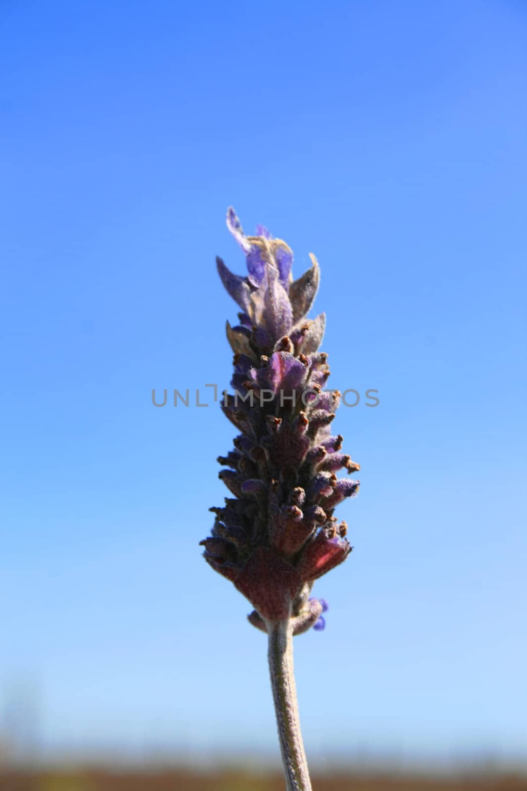 Lavender flower close up on a sunny day.
