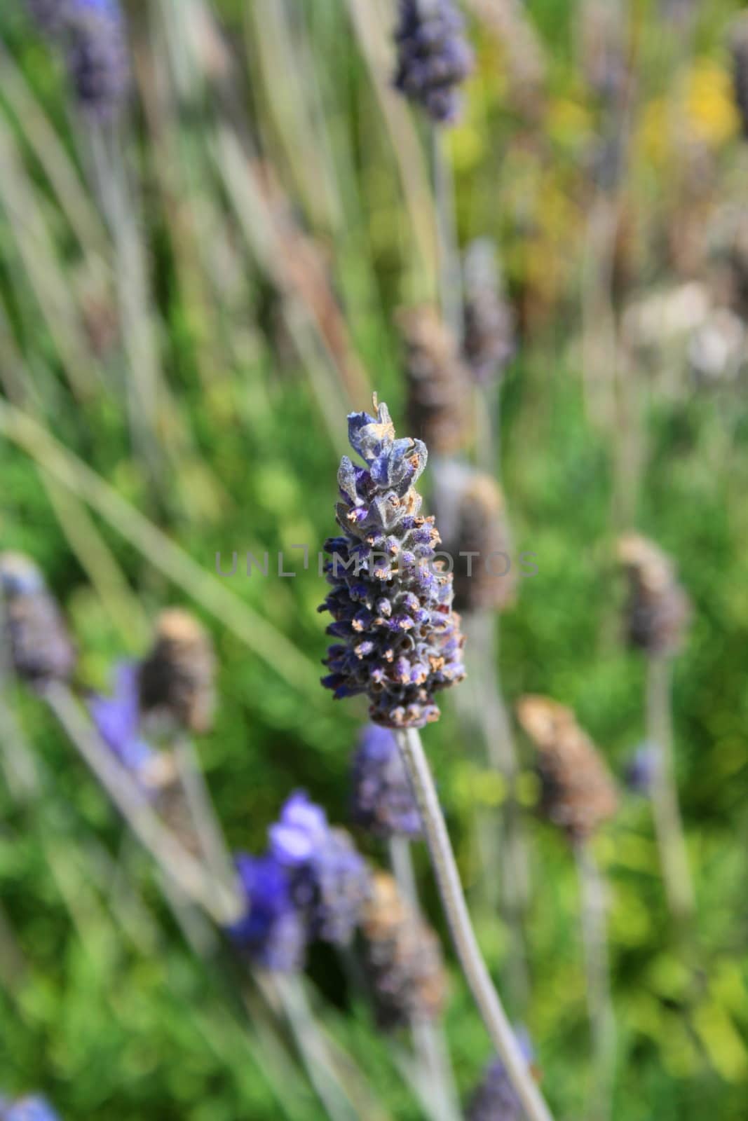 Lavender flowers close up on a sunny day.
